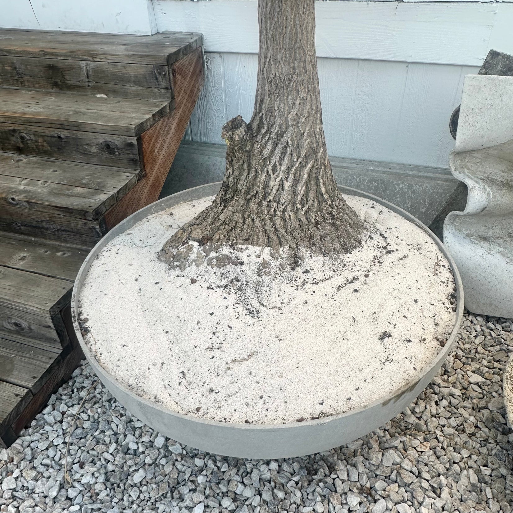 Saucer Planter with Ponytail Palm Tree