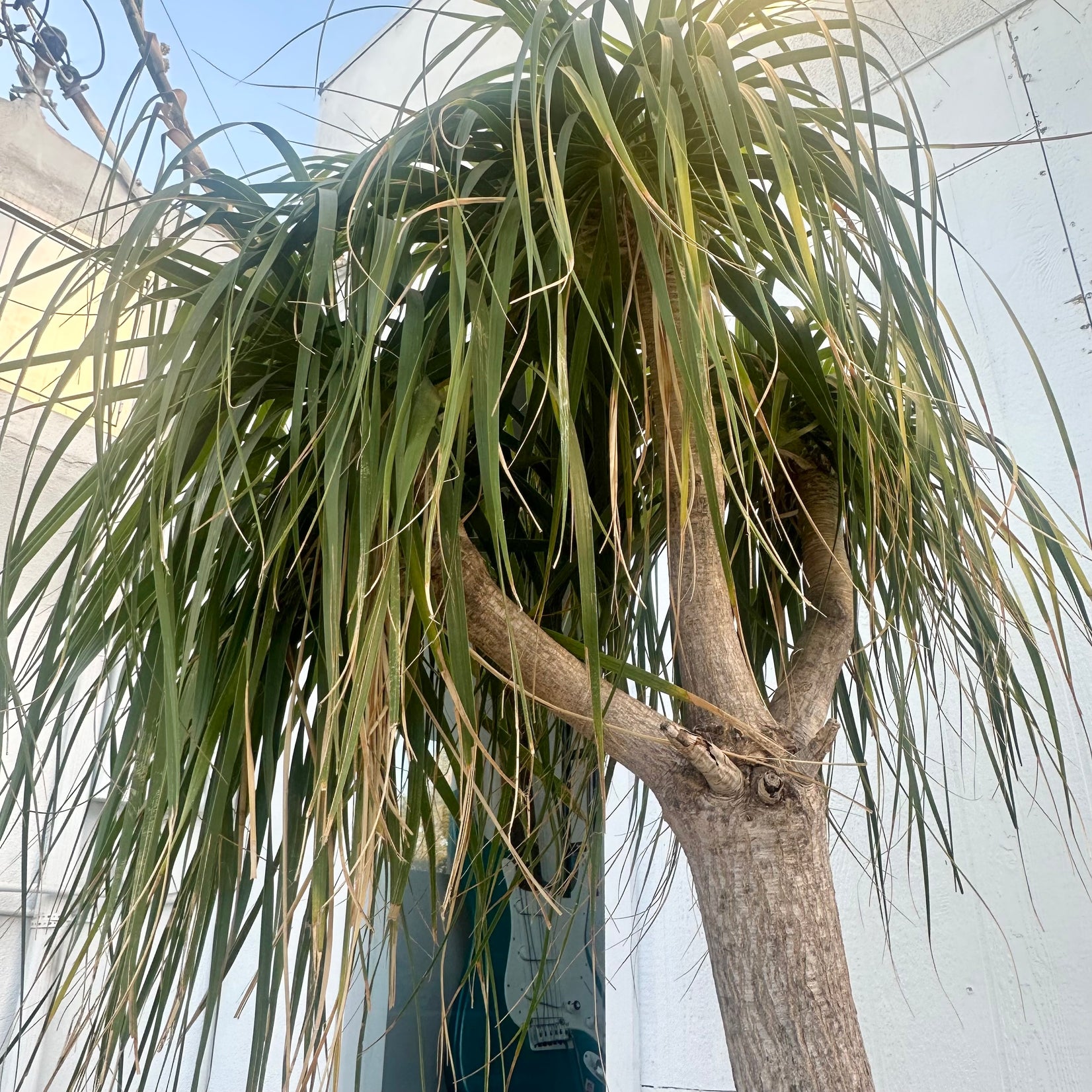 Saucer Planter with Ponytail Palm Tree