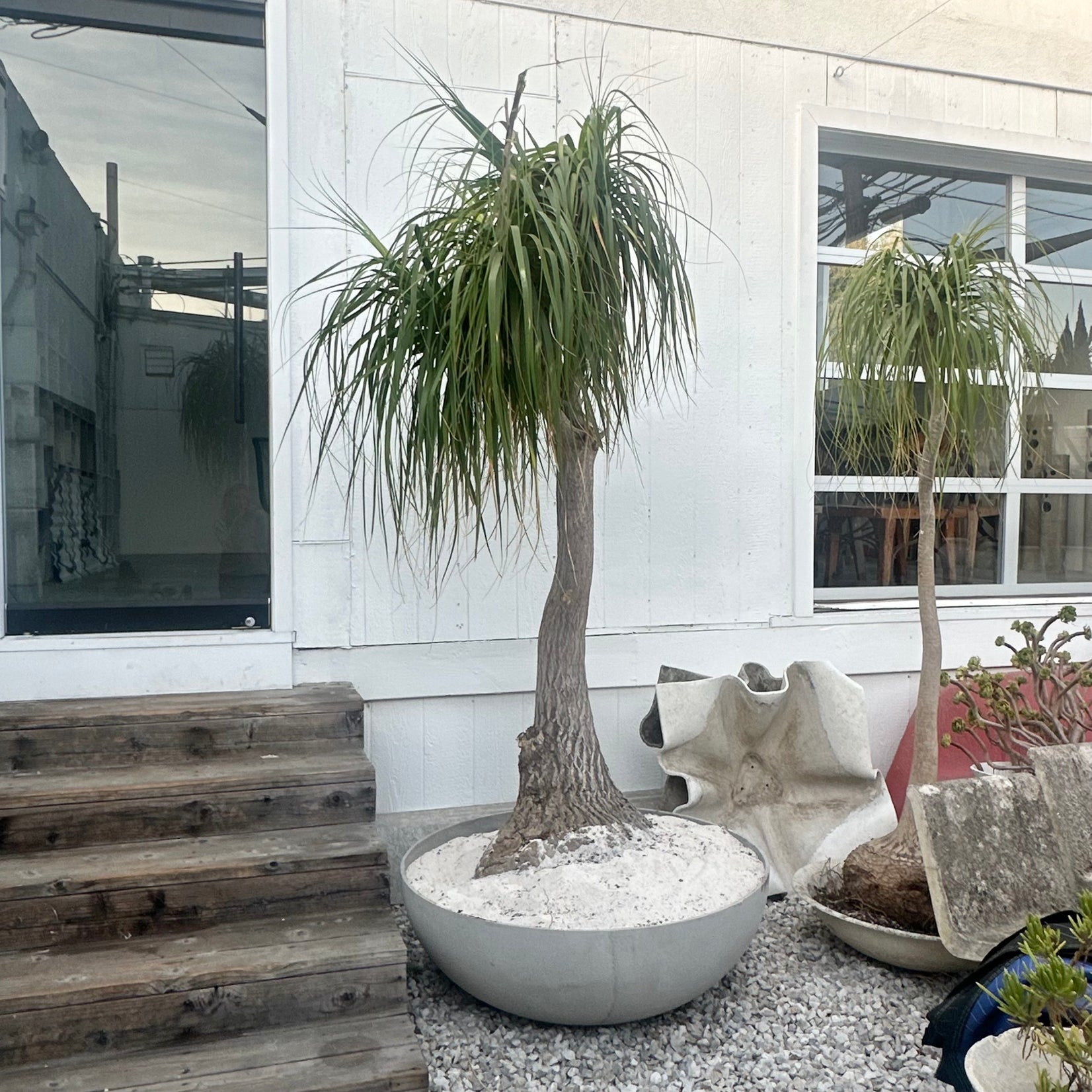 Saucer Planter with Ponytail Palm Tree