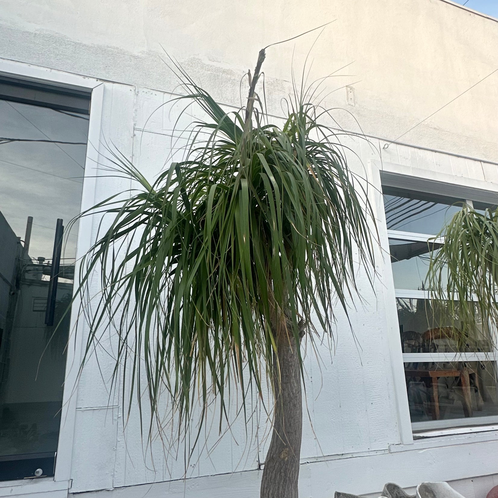 Saucer Planter with Ponytail Palm Tree