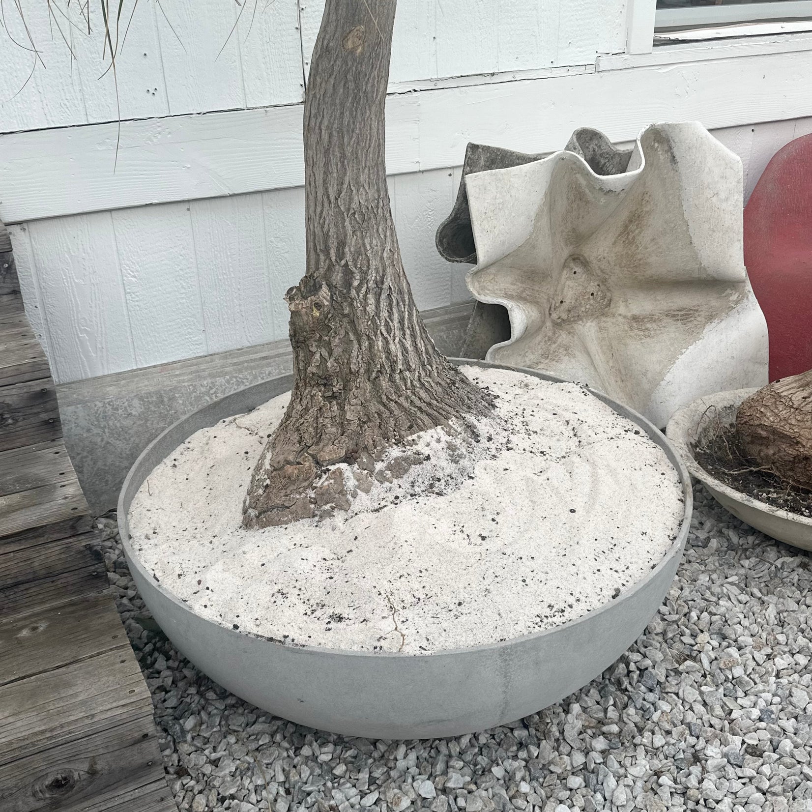 Saucer Planter with Ponytail Palm Tree