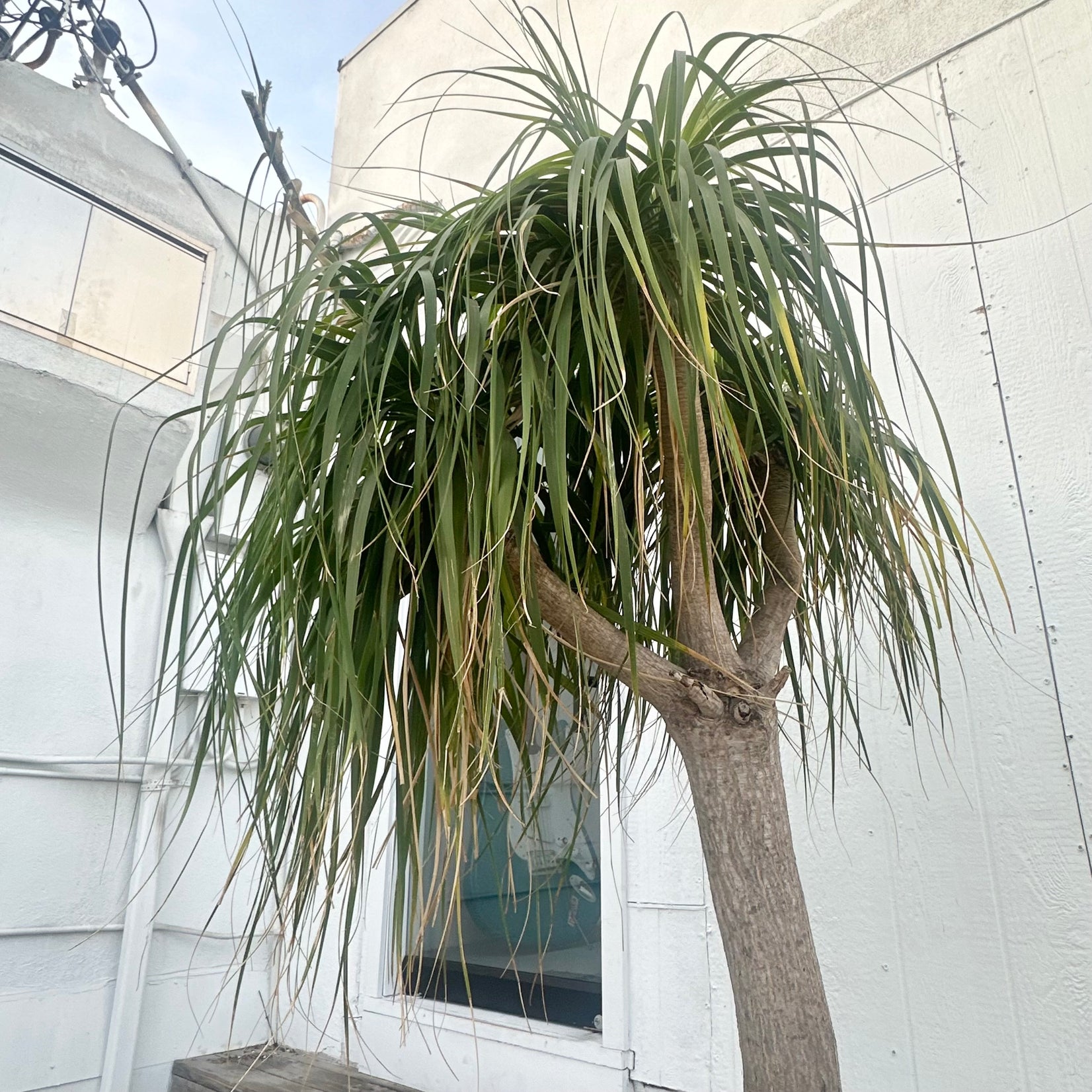 Saucer Planter with Ponytail Palm Tree