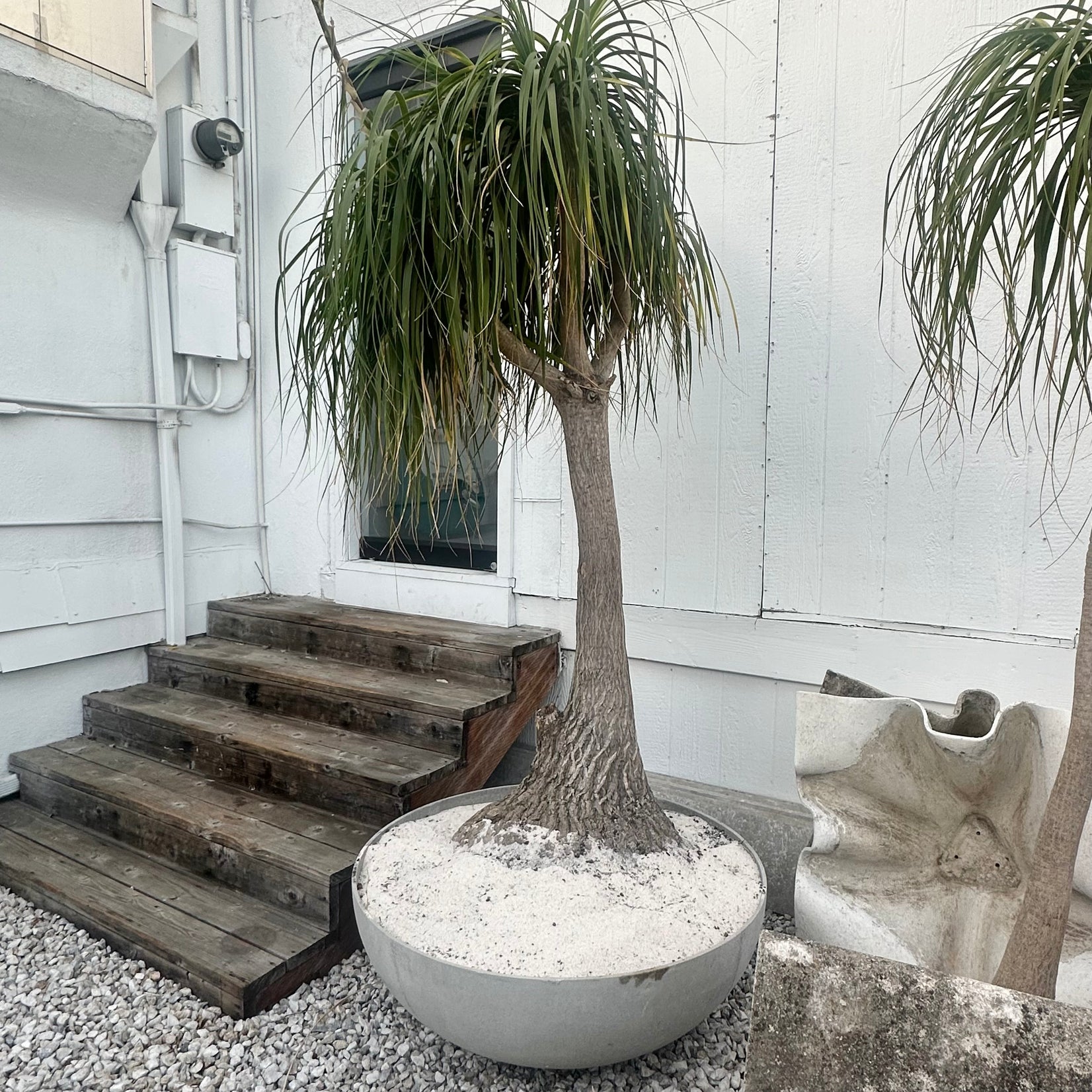 Saucer Planter with Ponytail Palm Tree