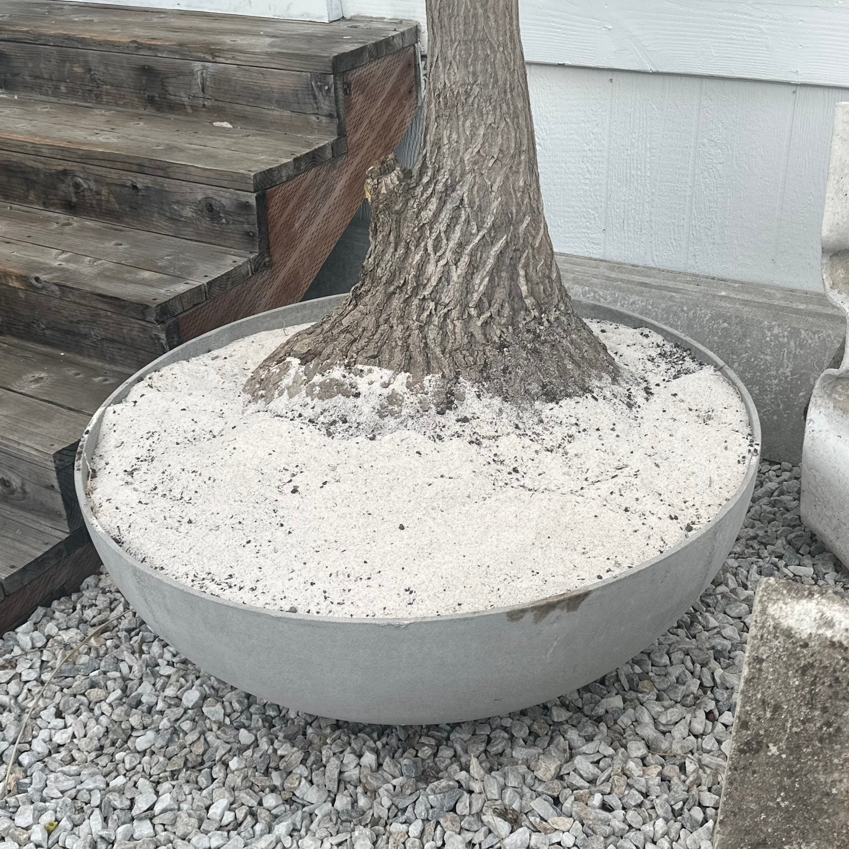 Saucer Planter with Ponytail Palm Tree