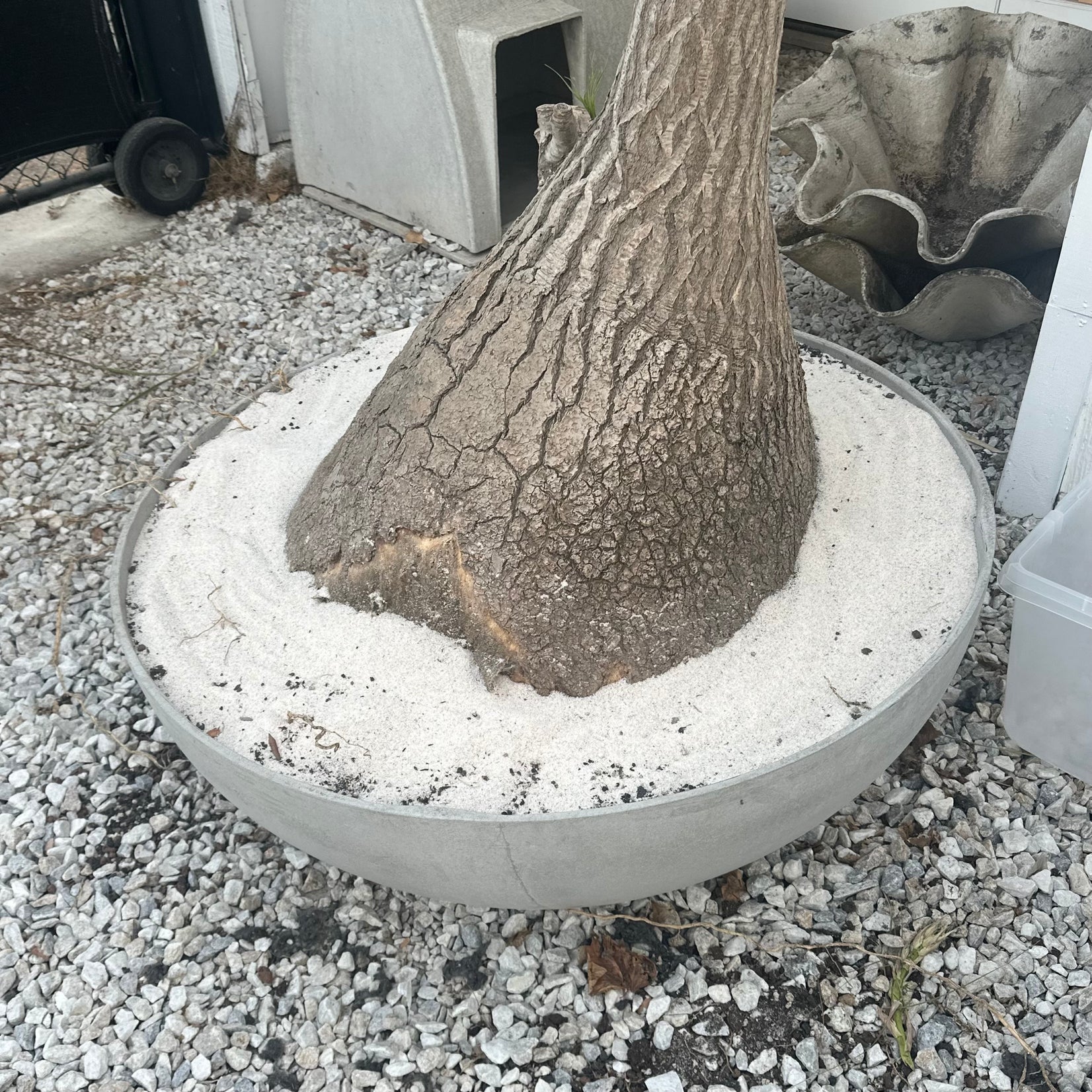 Saucer Planter with Ponytail Palm Tree