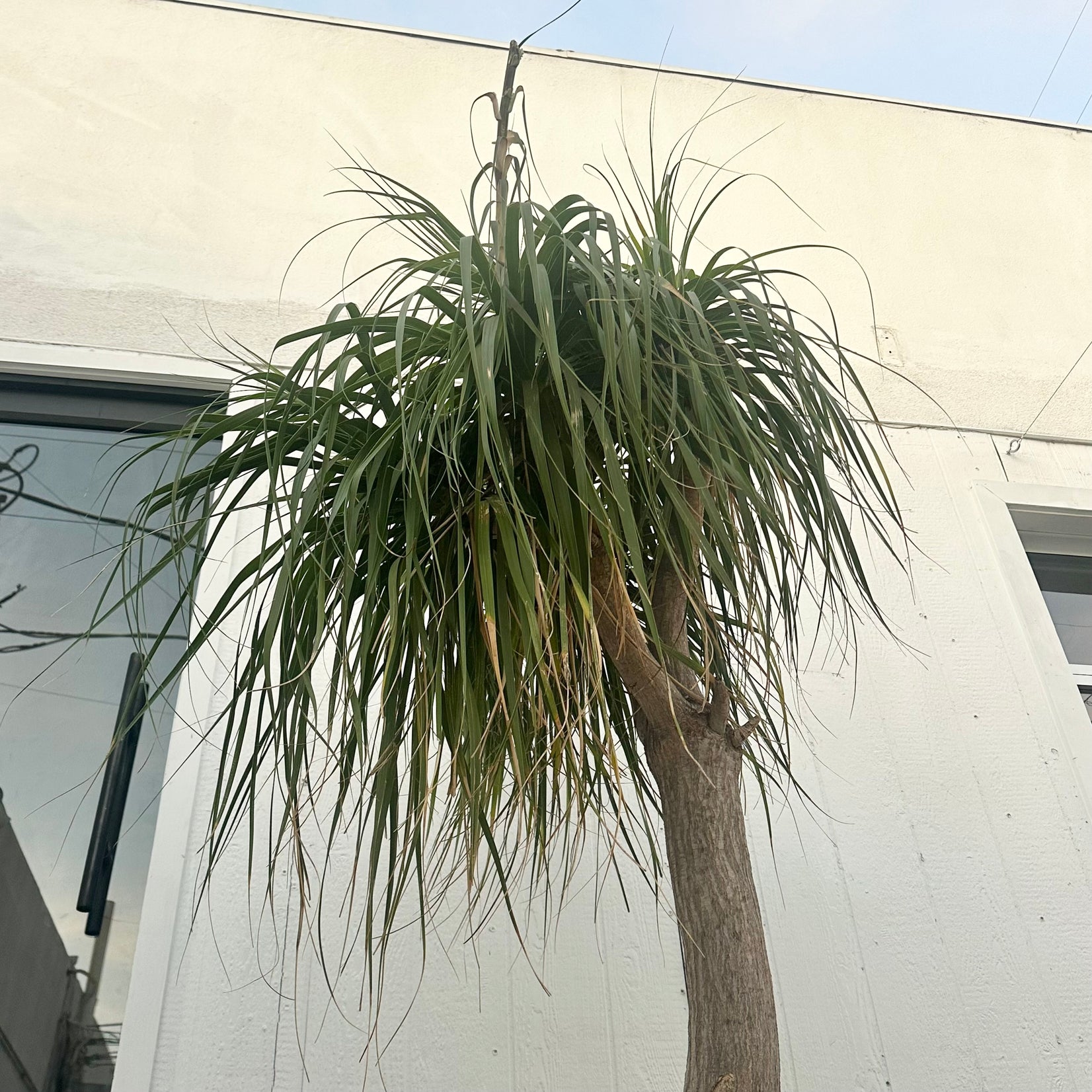 Saucer Planter with Ponytail Palm Tree