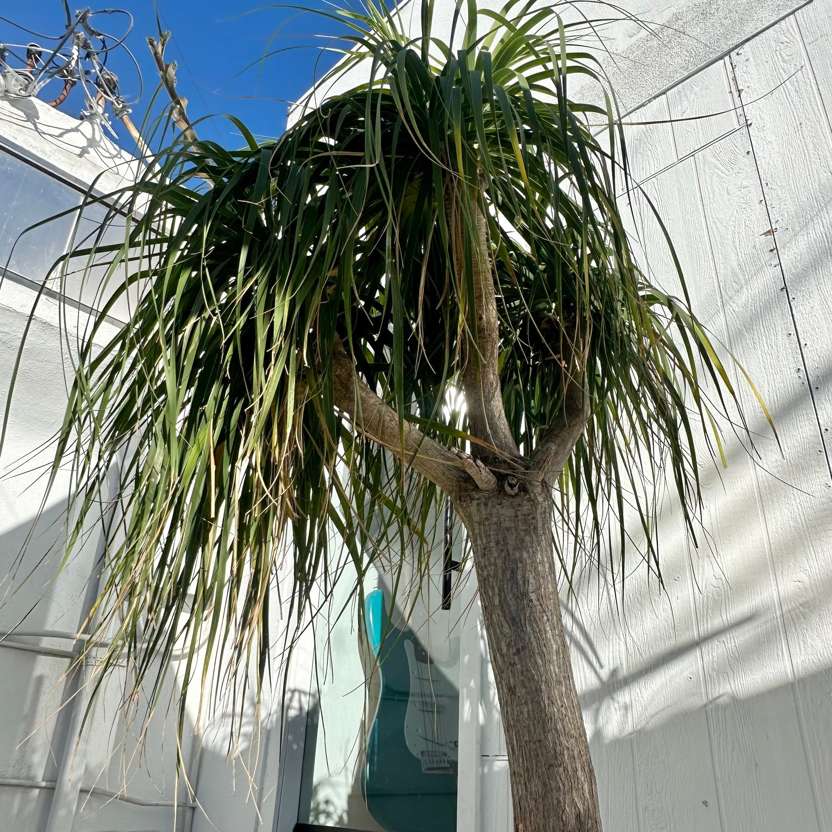 Saucer Planter with Ponytail Palm Tree