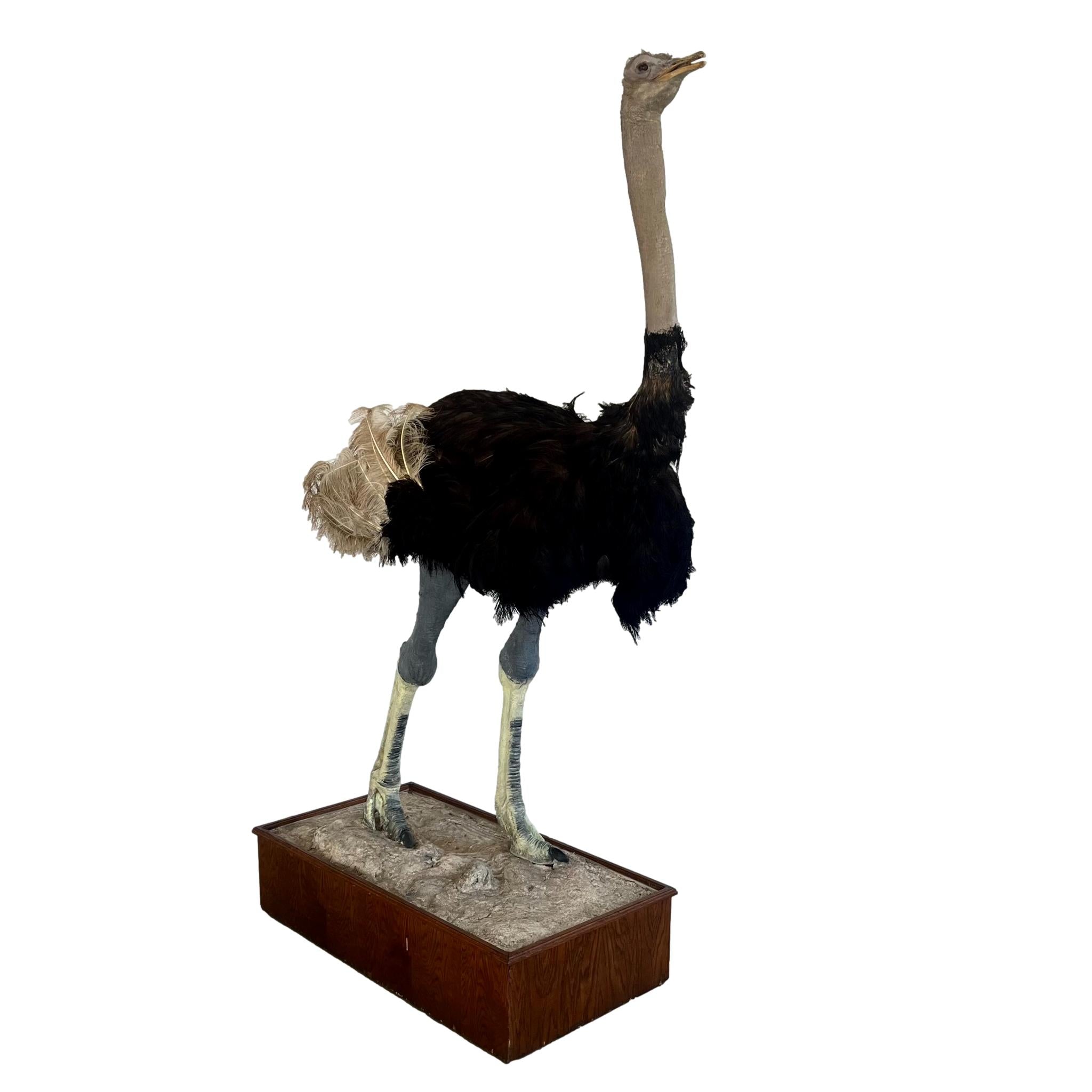Taxidermy Ostrich, 1980s Africa