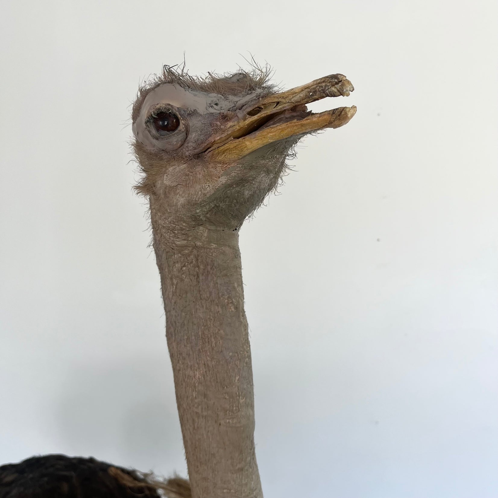 Taxidermy Ostrich, 1980s Africa
