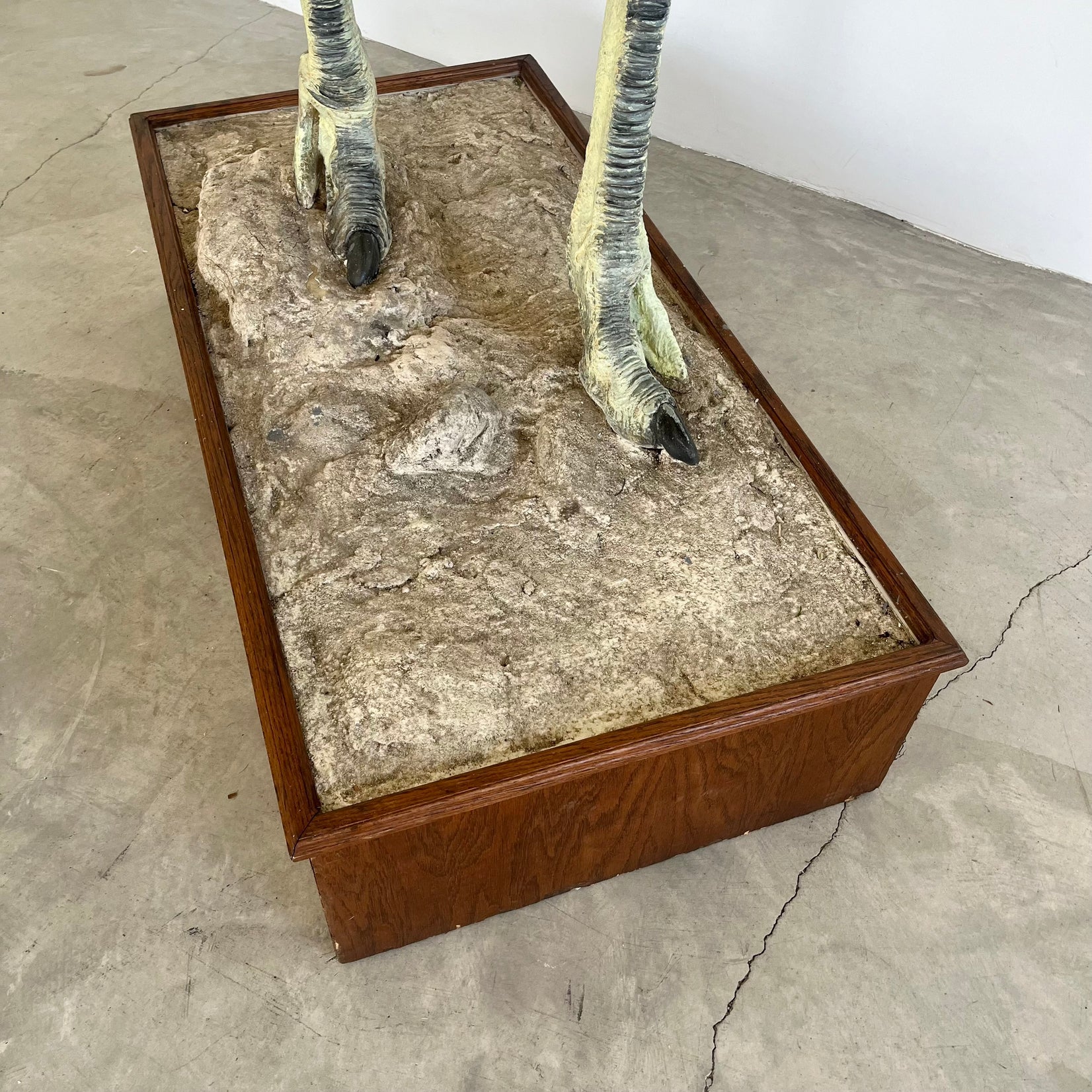 Taxidermy Ostrich, 1980s Africa