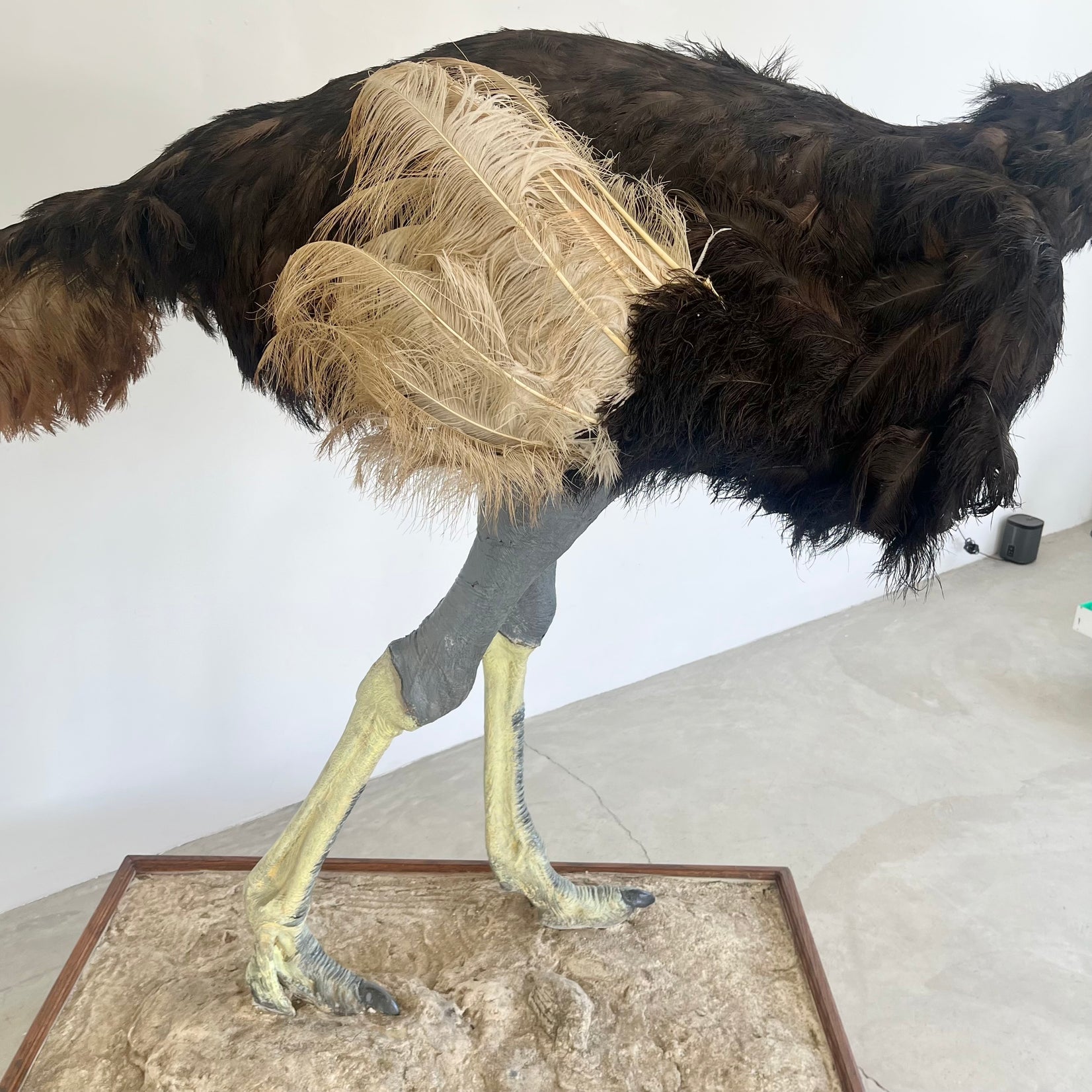 Taxidermy Ostrich, 1980s Africa
