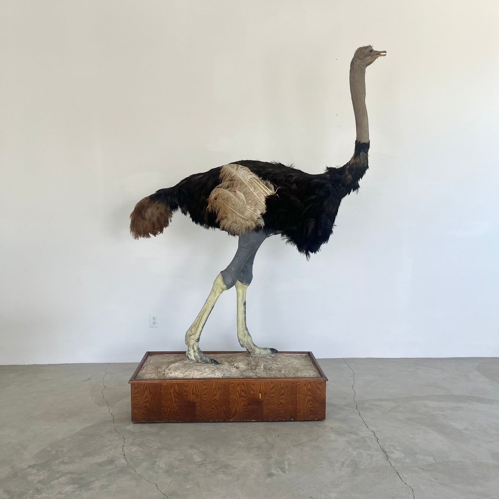Taxidermy Ostrich, 1980s Africa