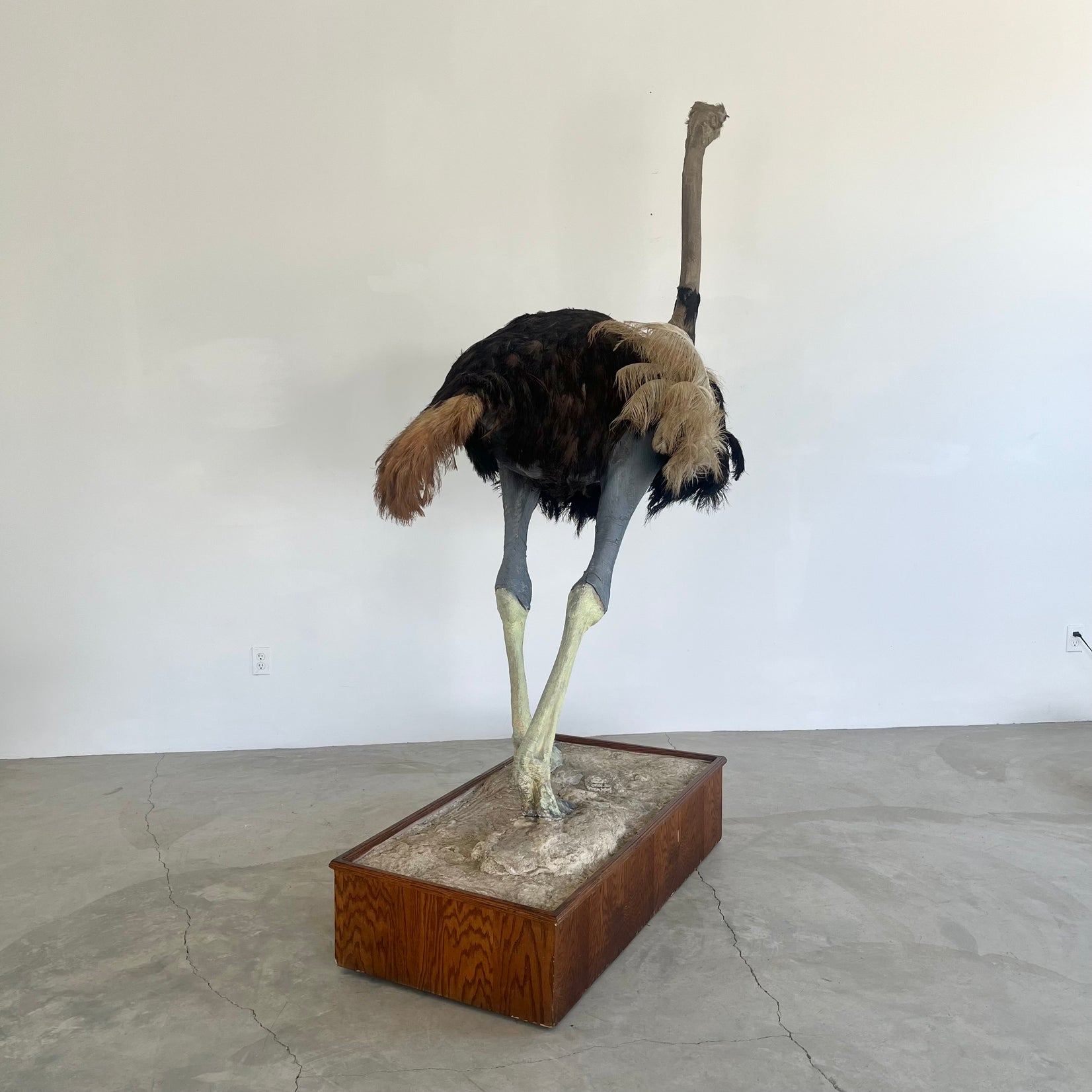 Taxidermy Ostrich, 1980s Africa
