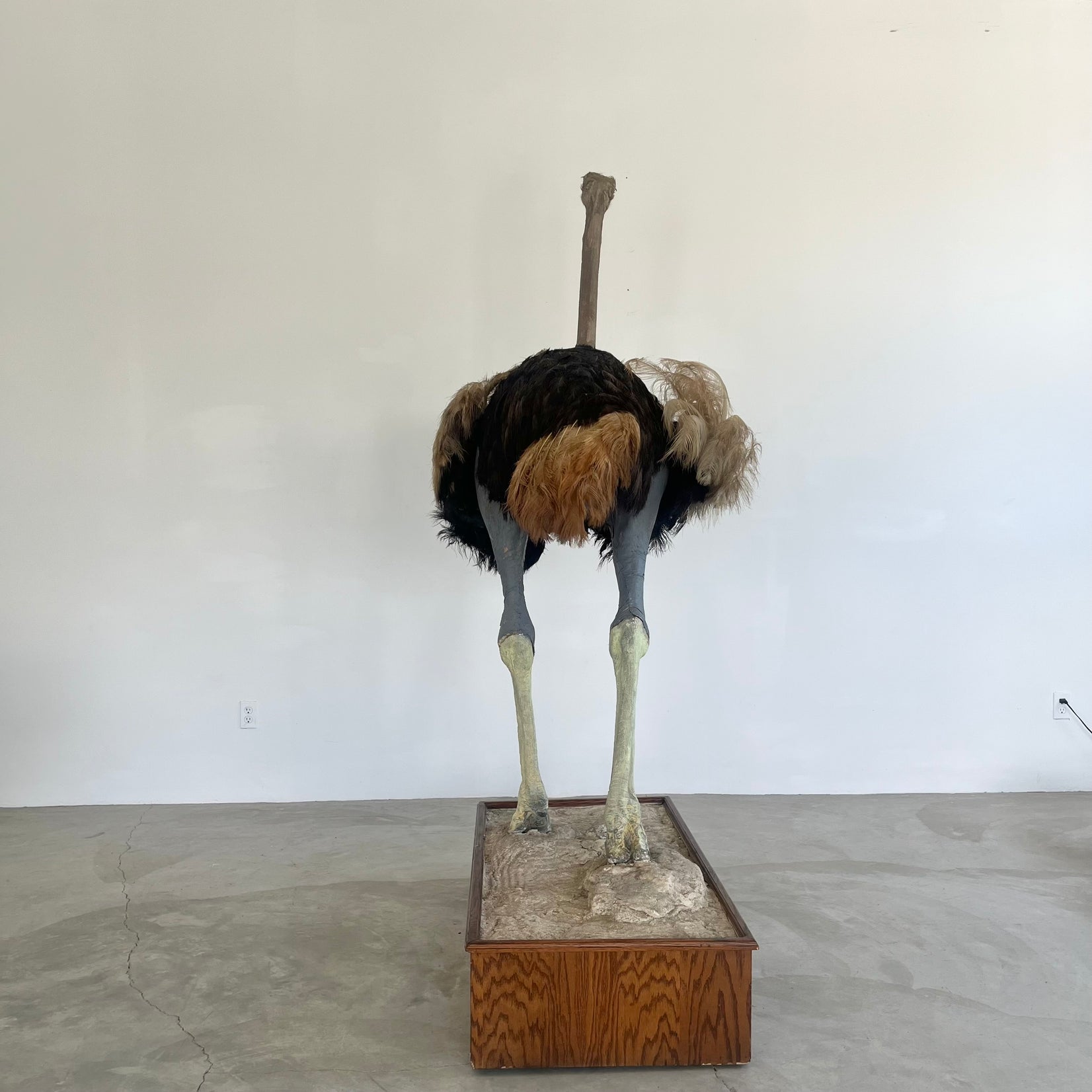 Taxidermy Ostrich, 1980s Africa