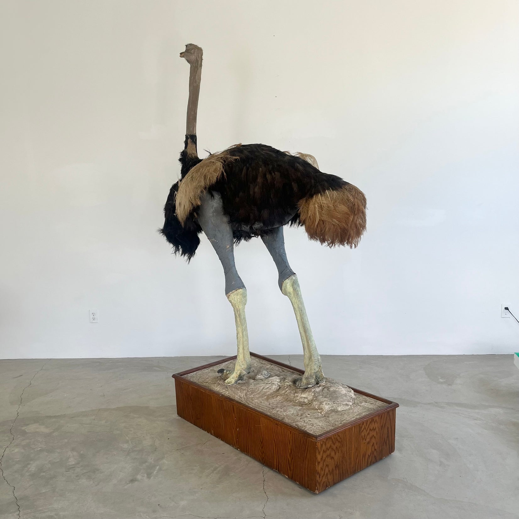 Taxidermy Ostrich, 1980s Africa