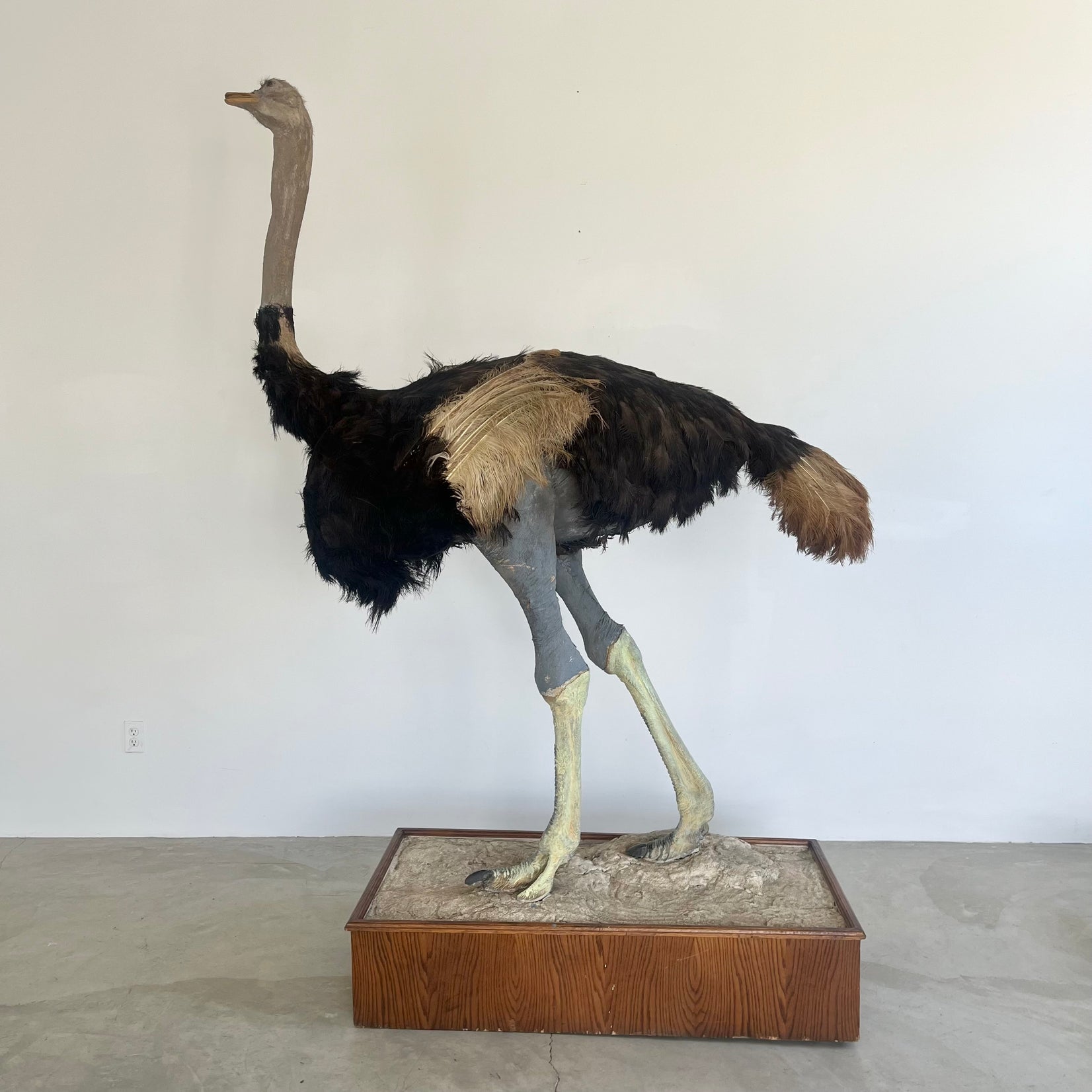 Taxidermy Ostrich, 1980s Africa
