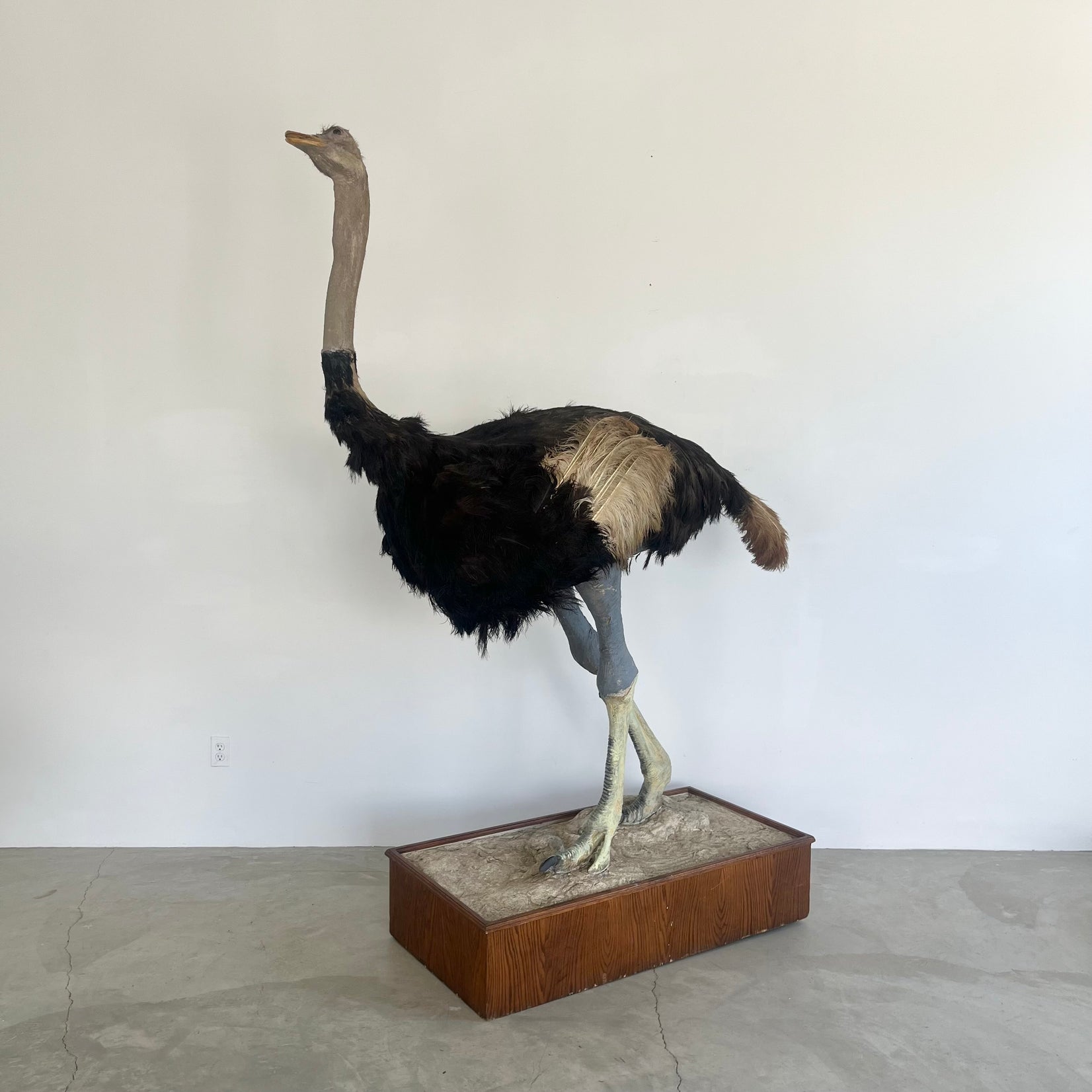 Taxidermy Ostrich, 1980s Africa