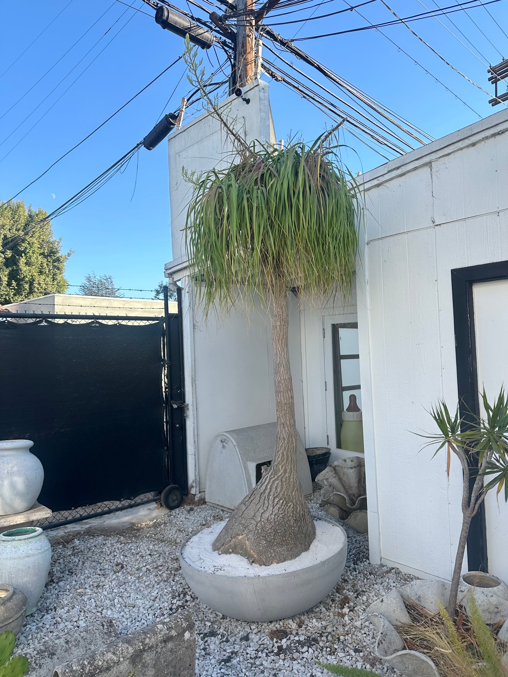 Saucer Planter with Ponytail Palm Tree