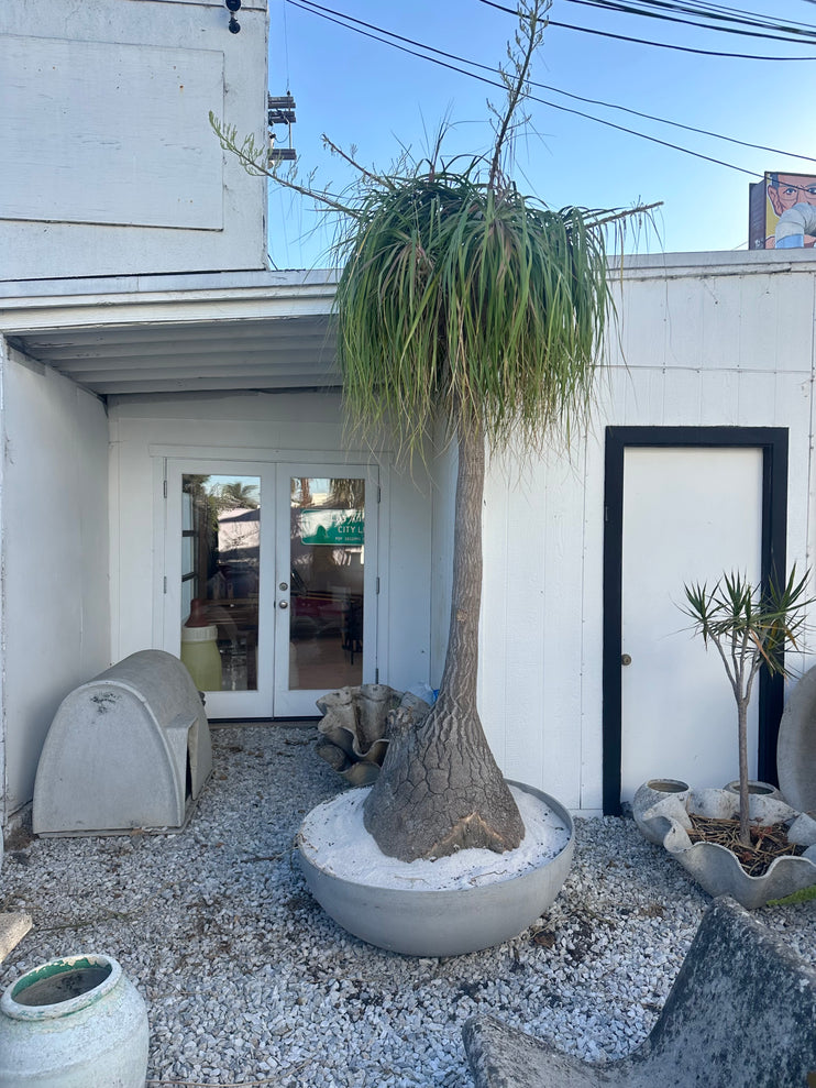 Saucer Planter with Ponytail Palm Tree