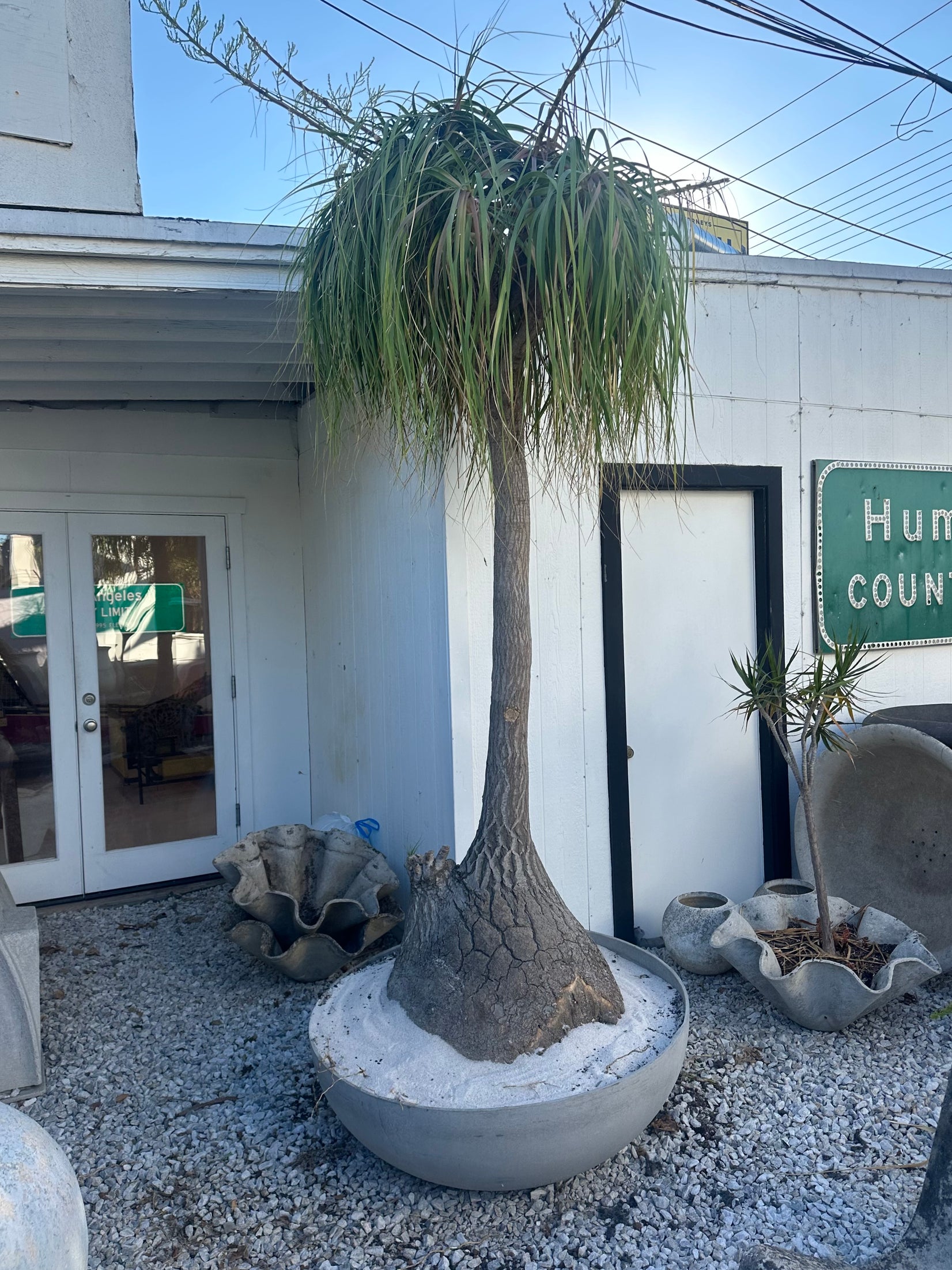 Saucer Planter with Ponytail Palm Tree