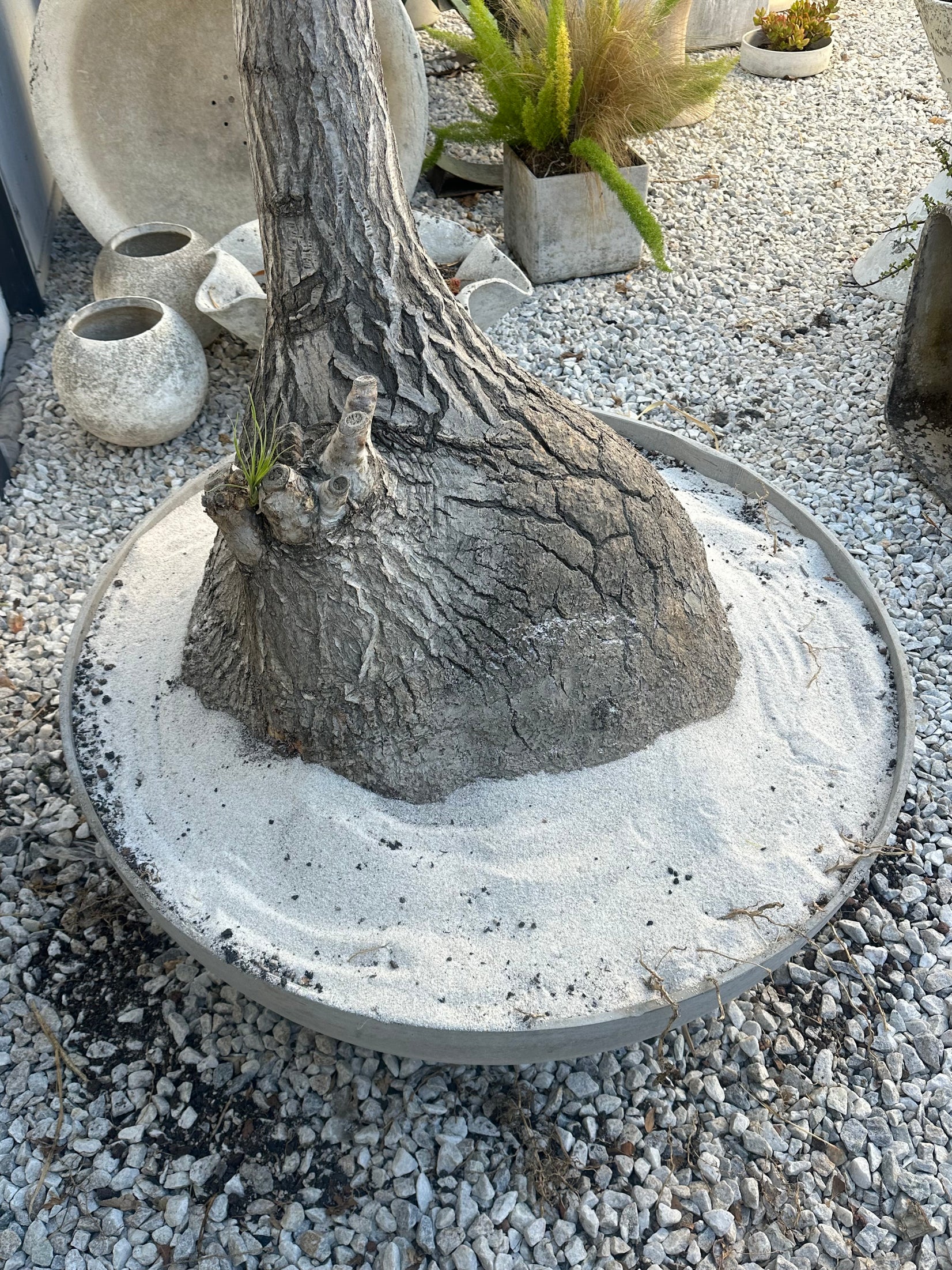 Saucer Planter with Ponytail Palm Tree