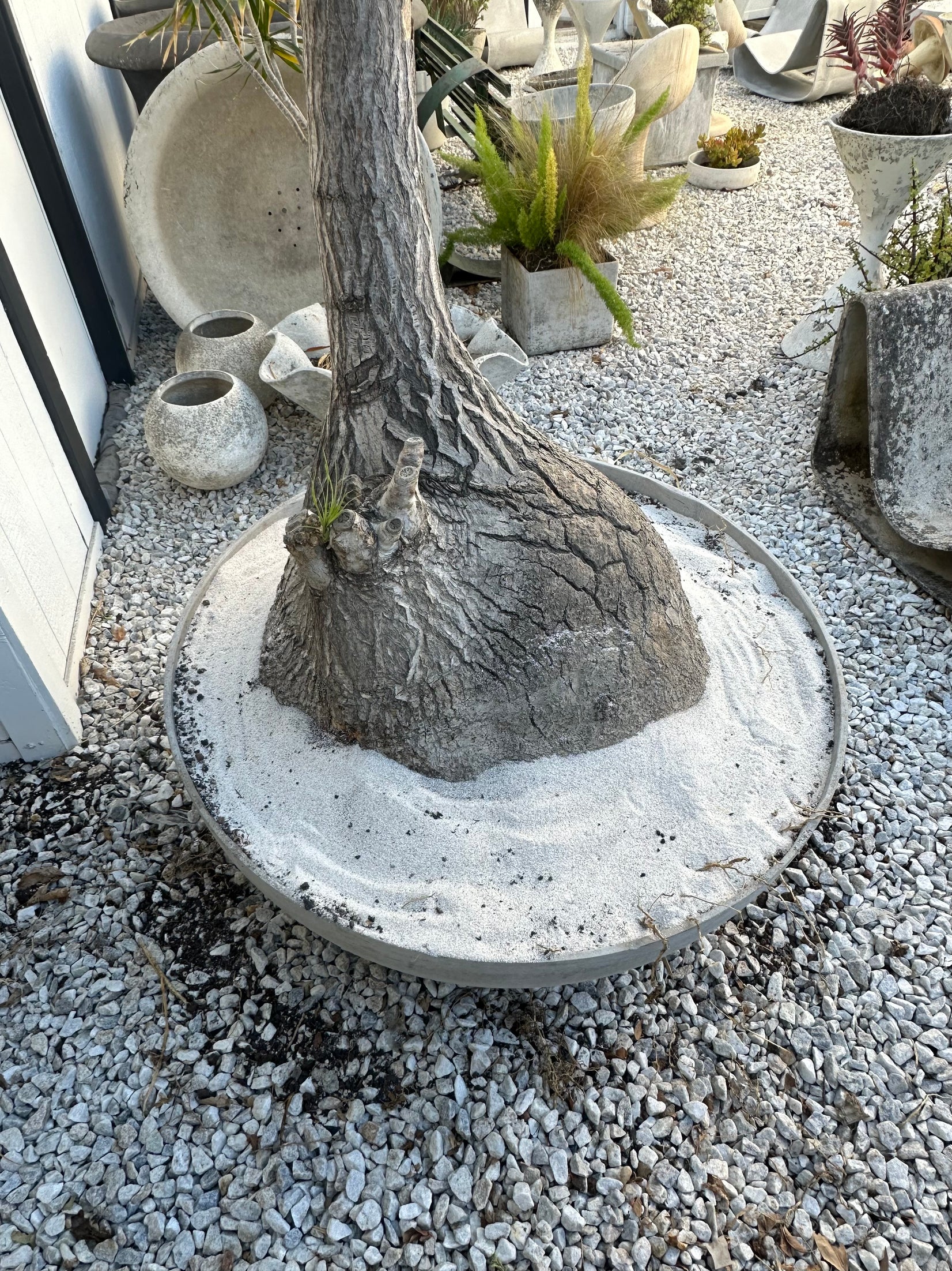 Saucer Planter with Ponytail Palm Tree