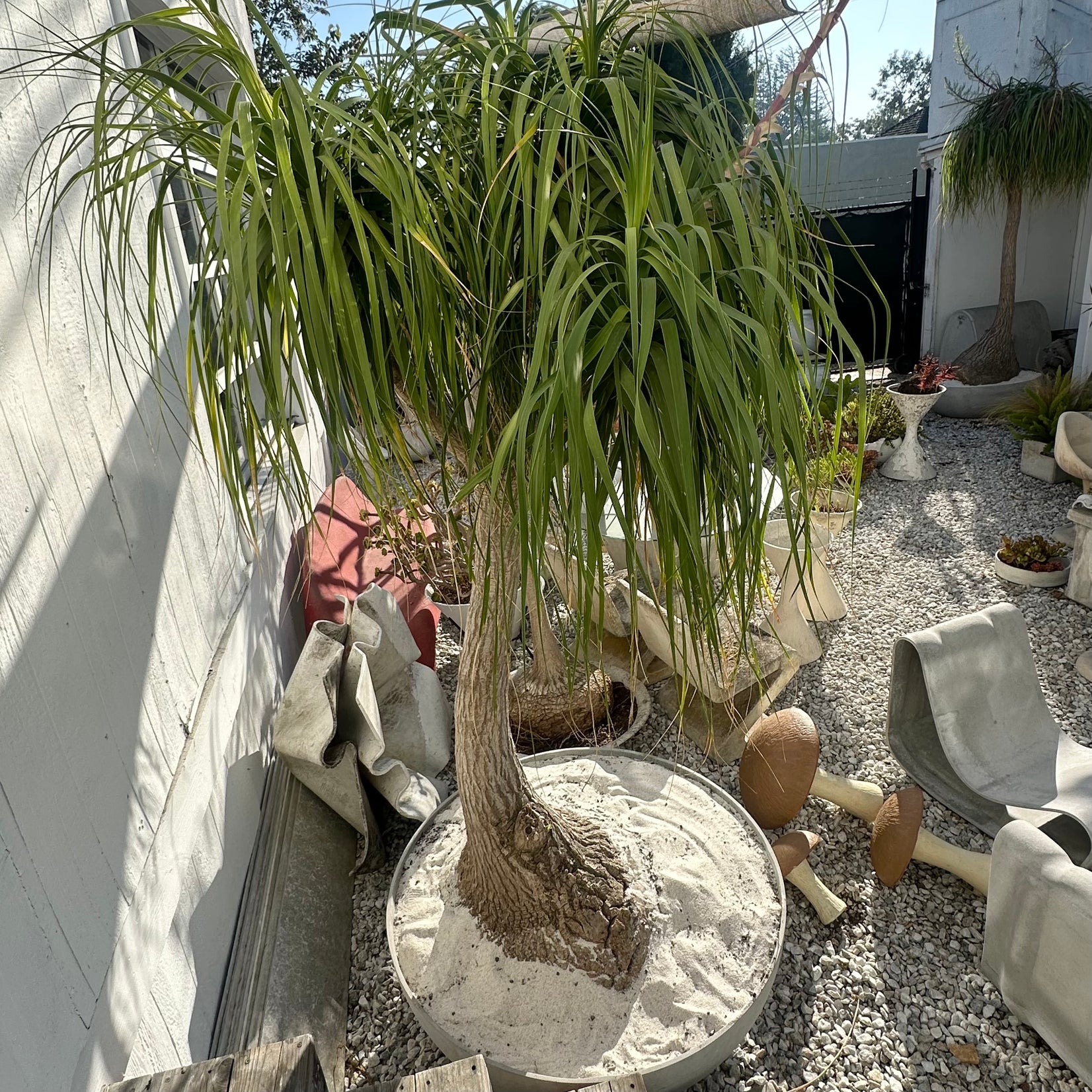 Saucer Planter with Ponytail Palm Tree