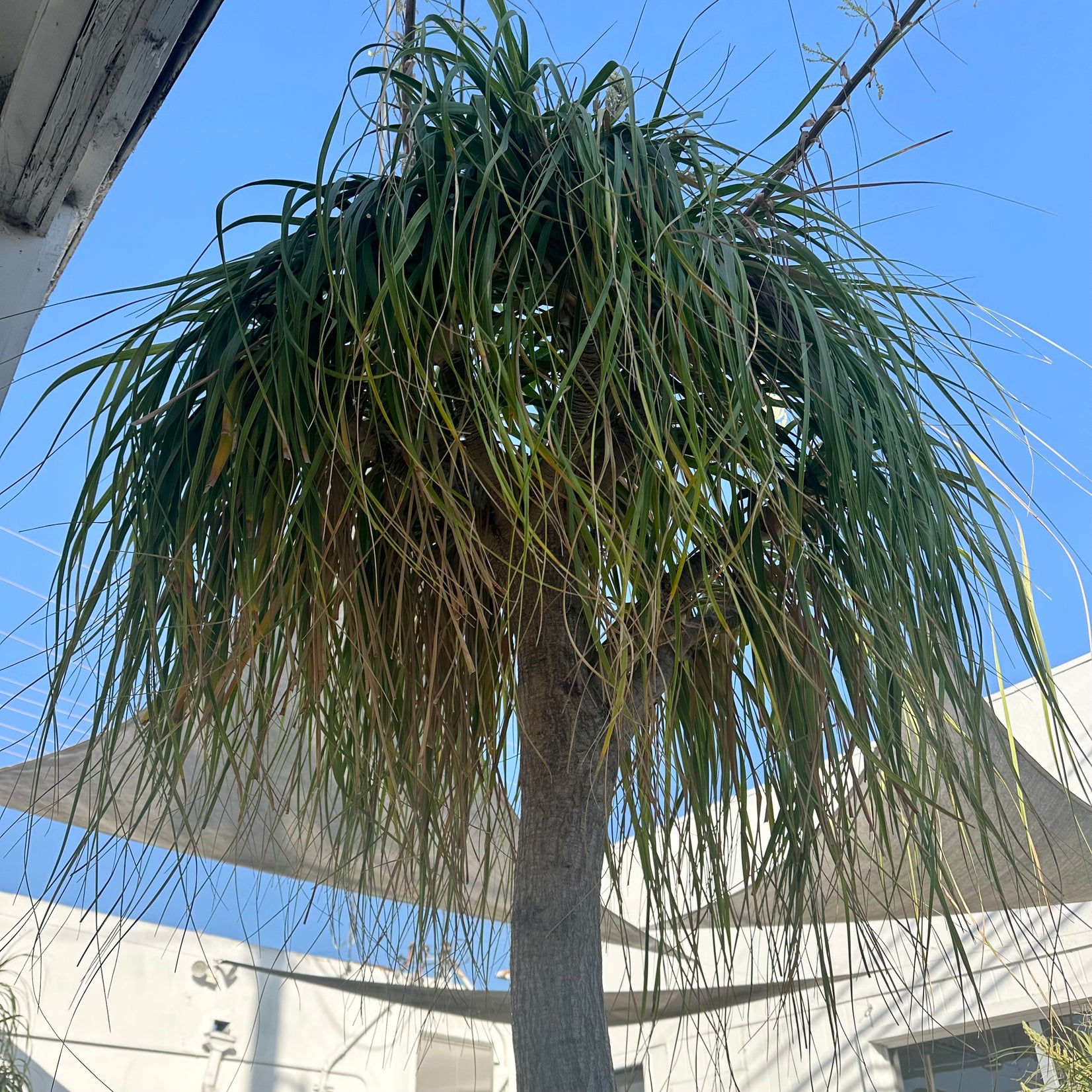 Saucer Planter with Ponytail Palm Tree