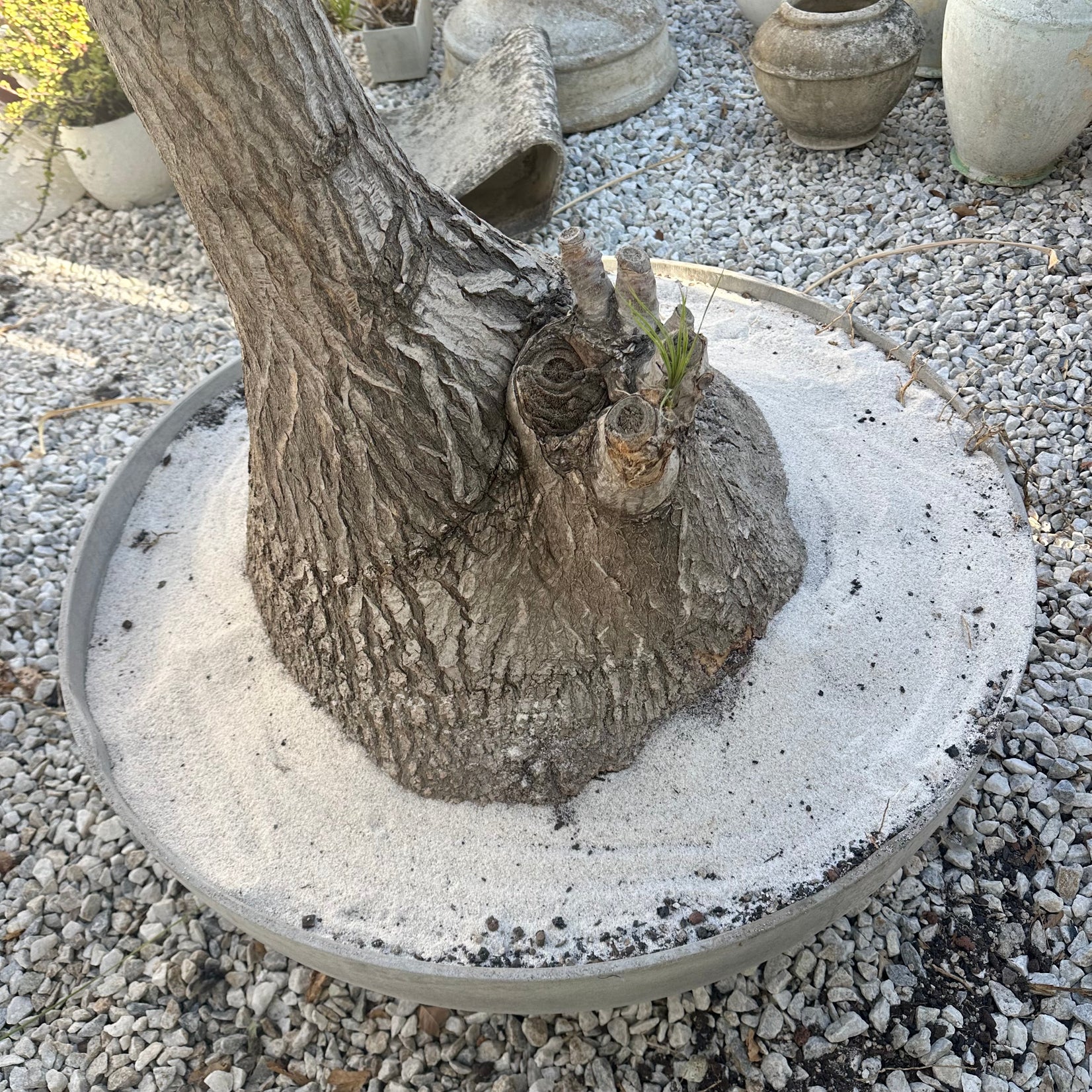 Saucer Planter with Ponytail Palm Tree