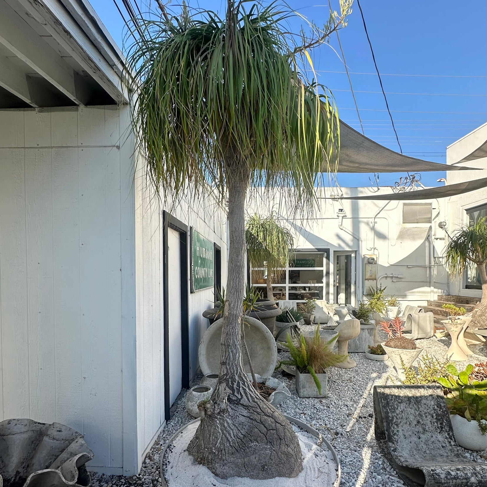 Saucer Planter with Ponytail Palm Tree