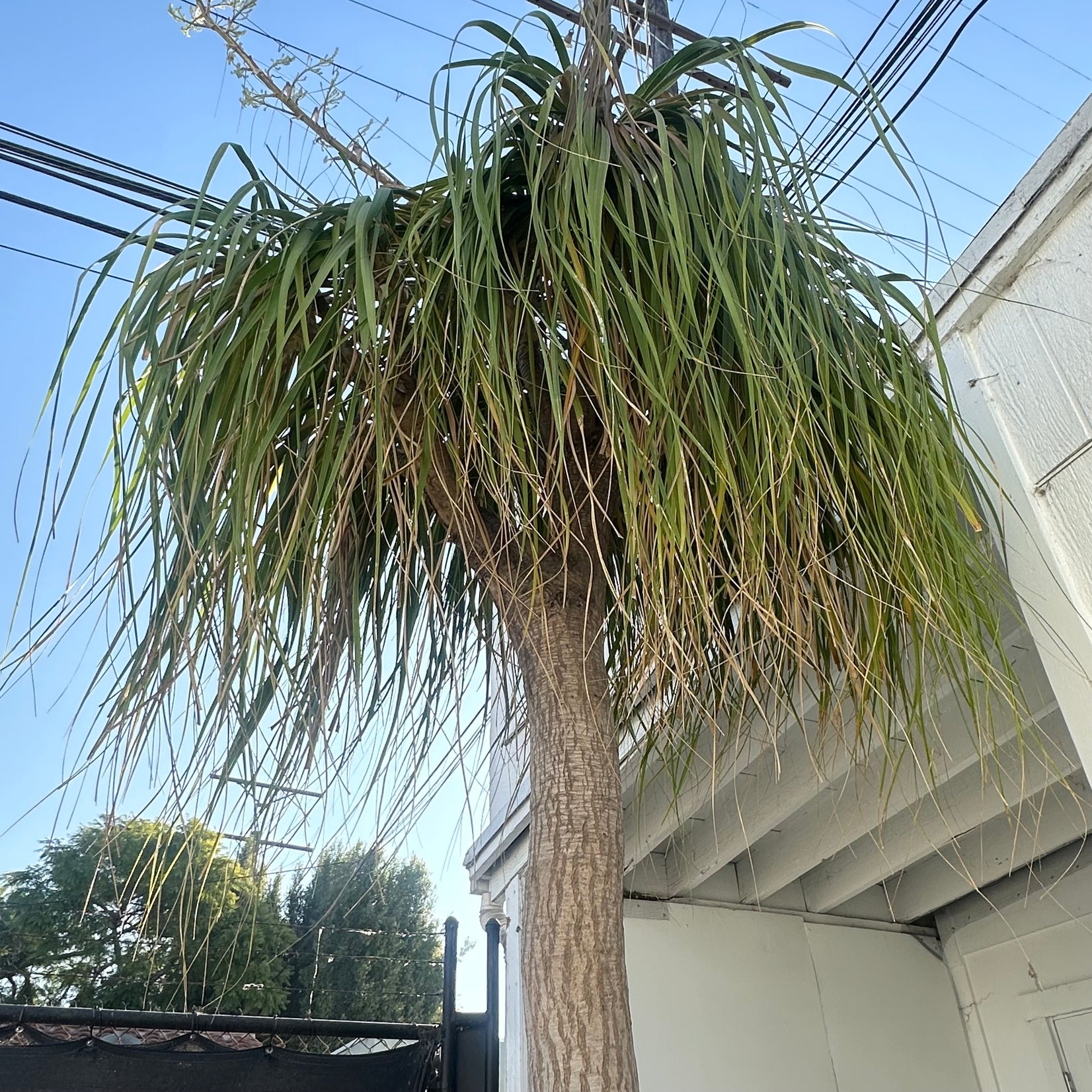 Saucer Planter with Ponytail Palm Tree