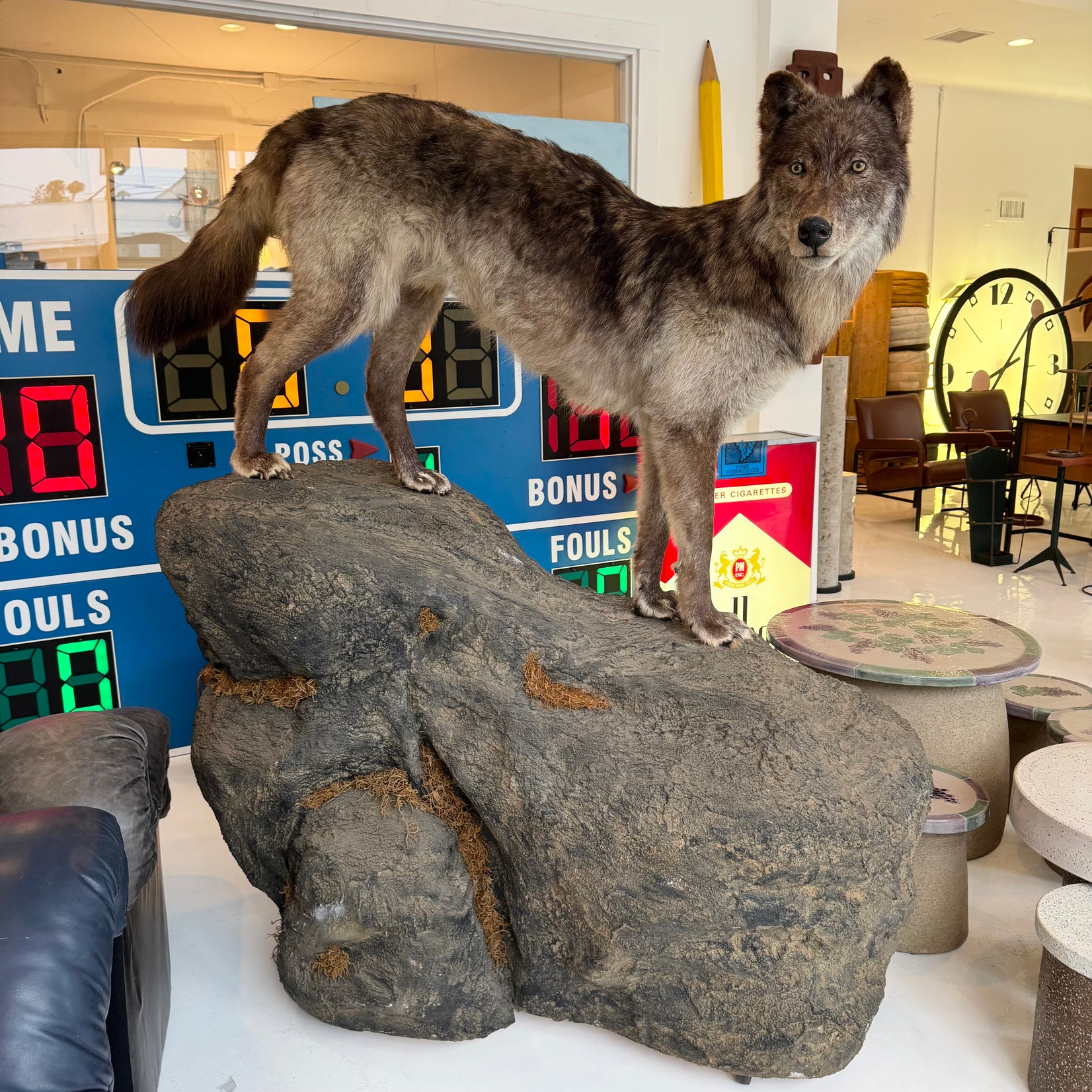 Taxidermy Timberwolf on Rock Base