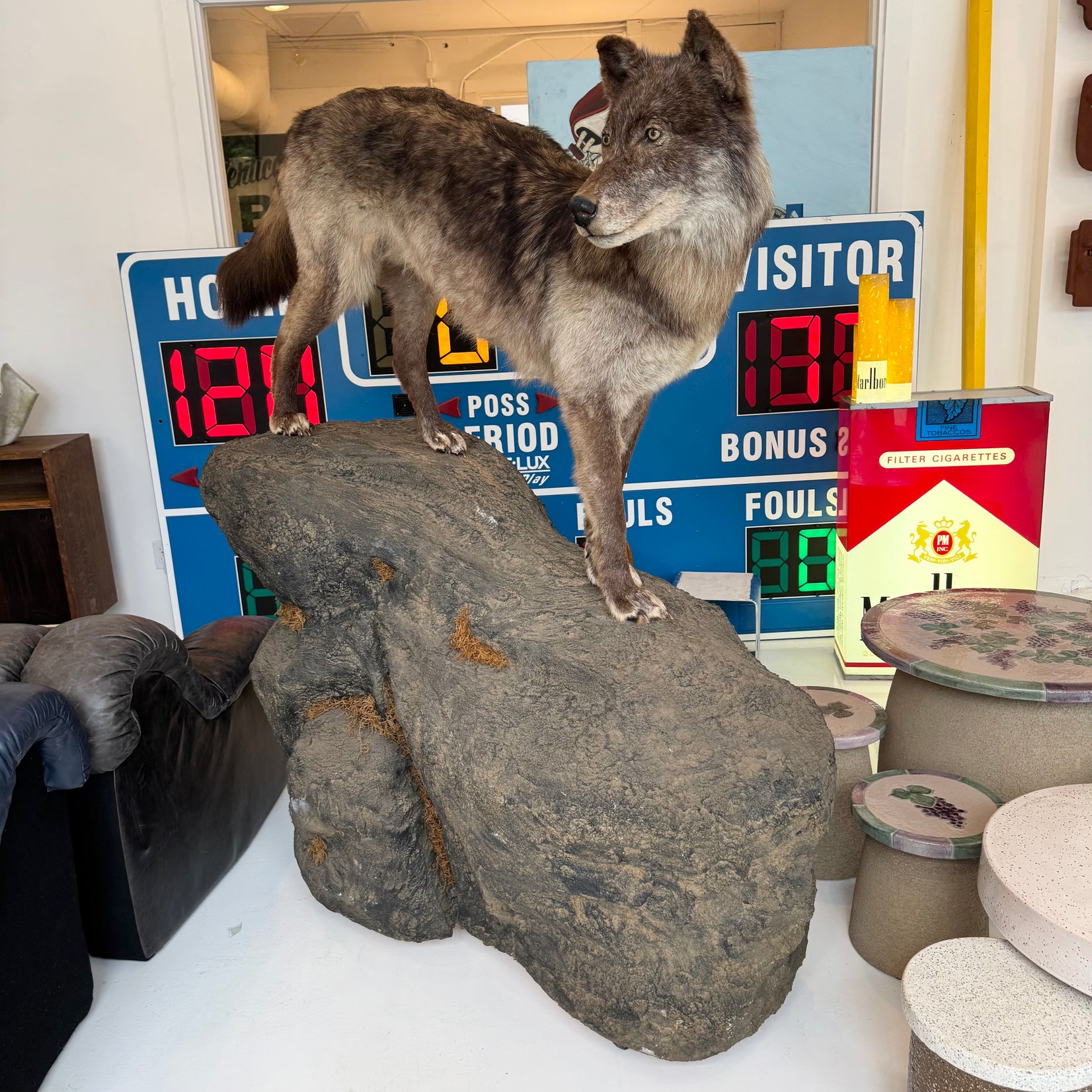 Taxidermy Timberwolf on Rock Base