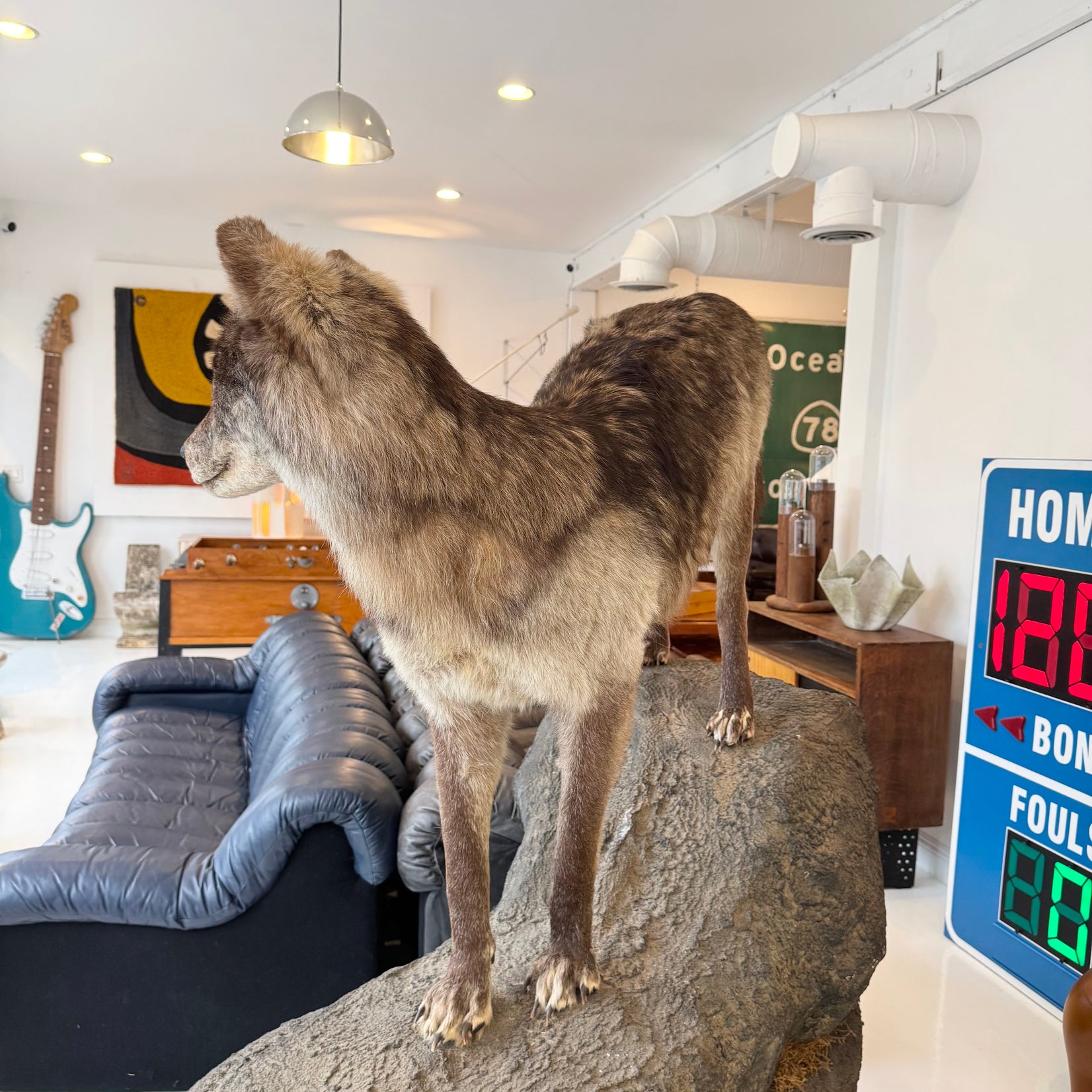 Taxidermy Timberwolf on Rock Base