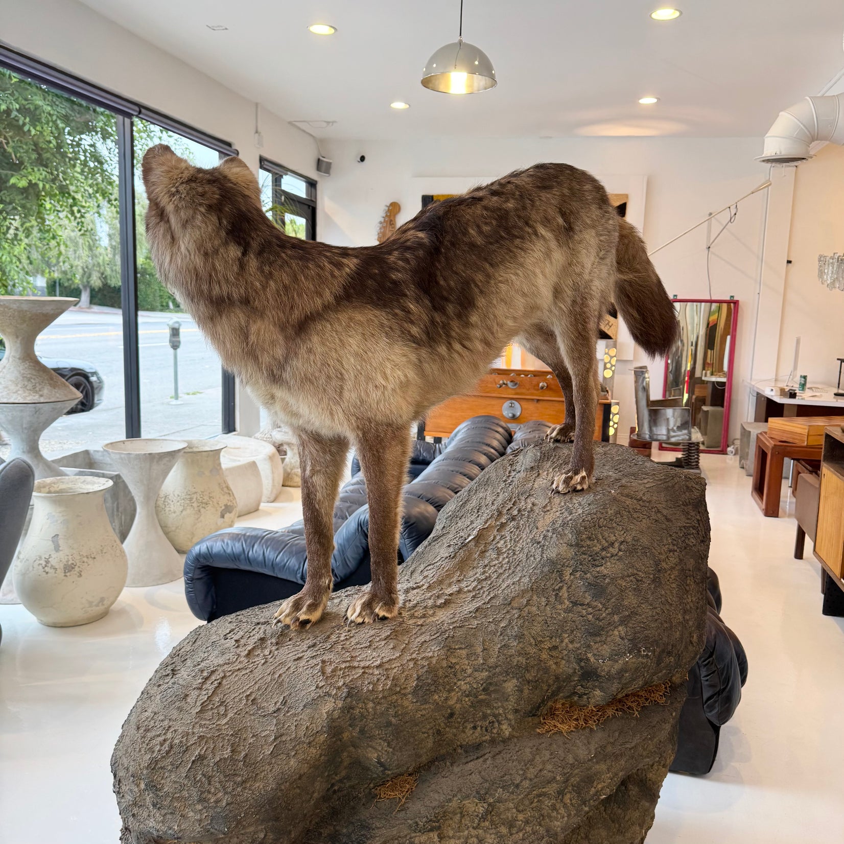 Taxidermy Timberwolf on Rock Base