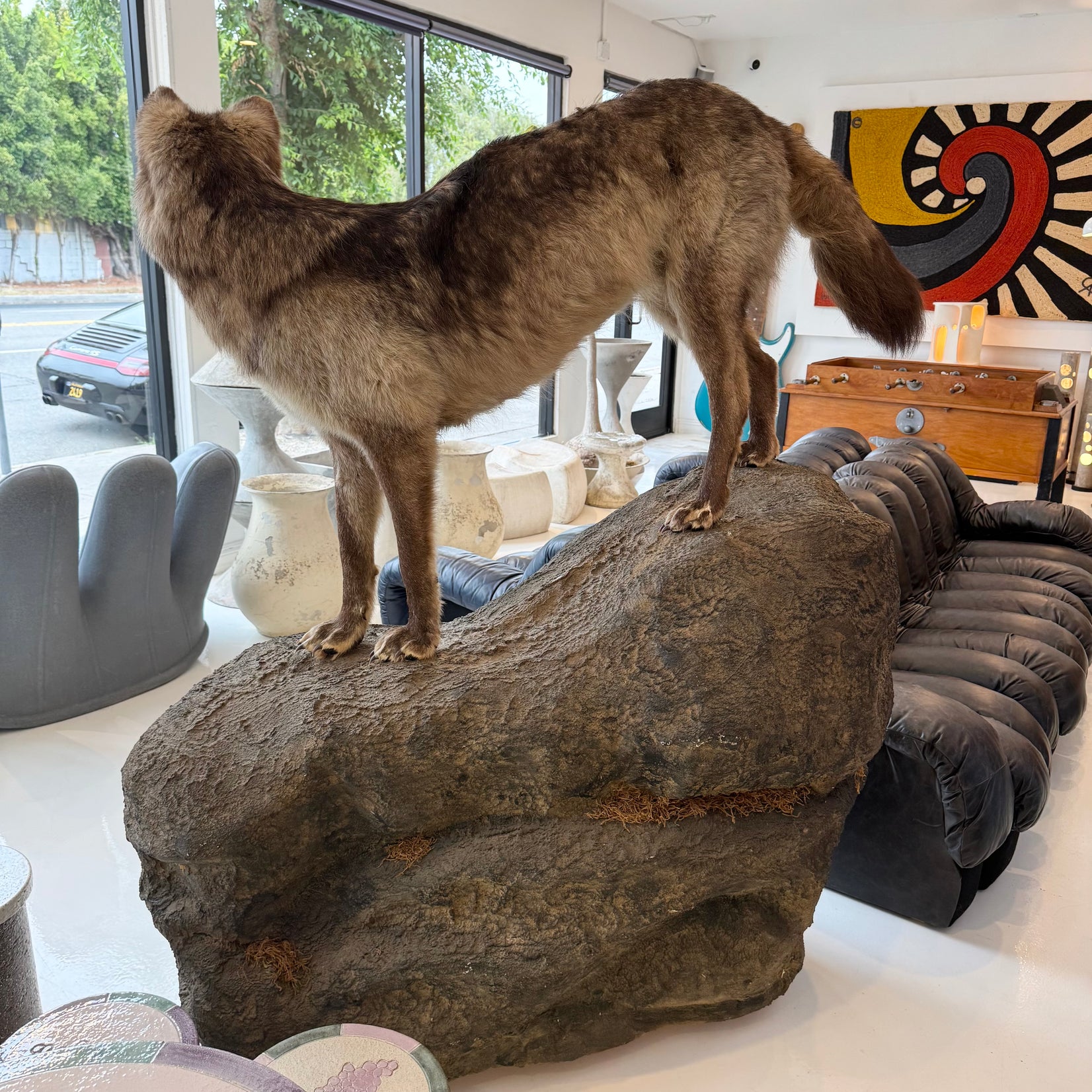 Taxidermy Timberwolf on Rock Base