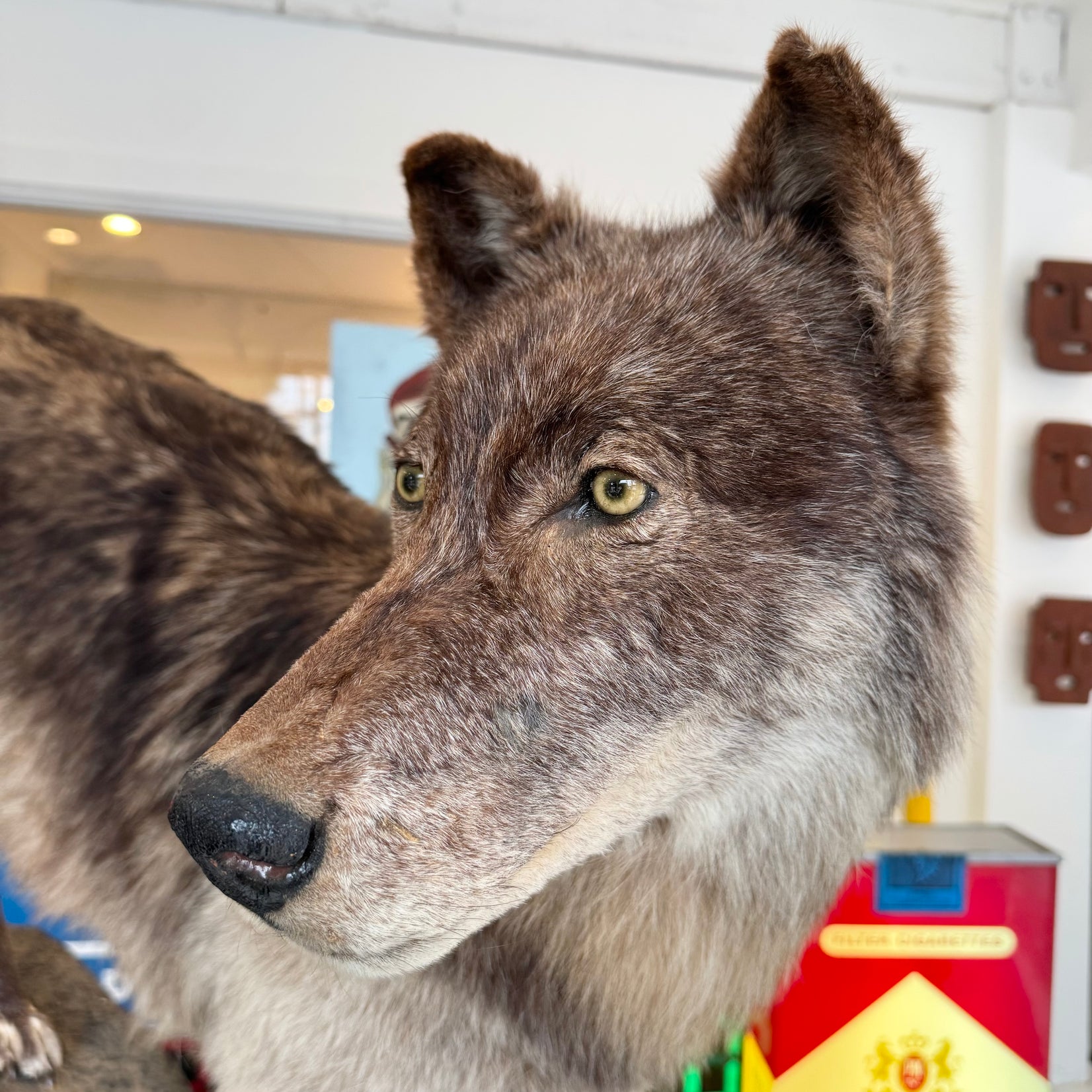 Taxidermy Timberwolf on Rock Base