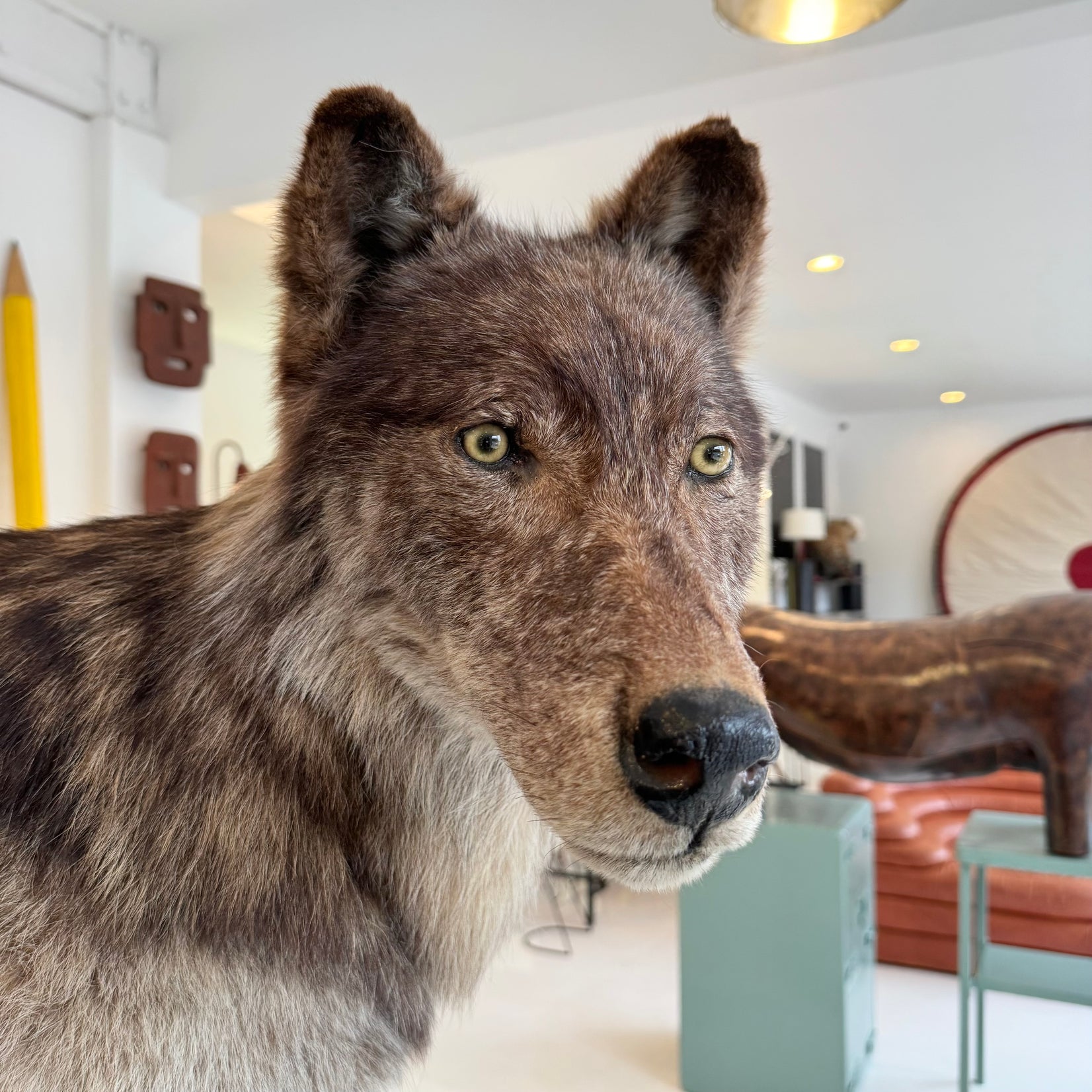 Taxidermy Timberwolf on Rock Base