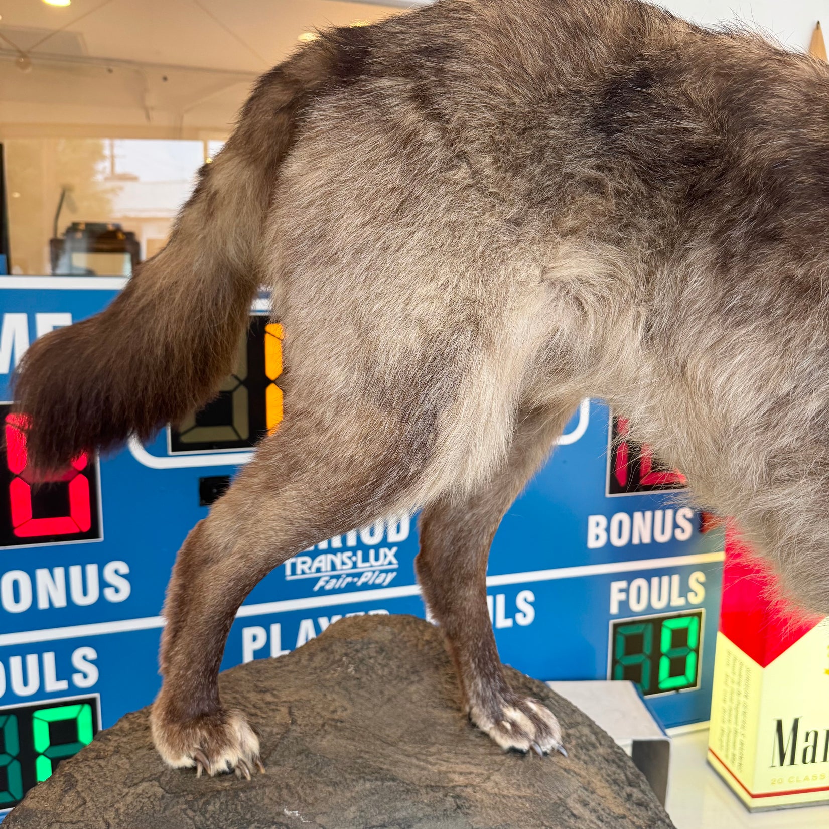 Taxidermy Timberwolf on Rock Base