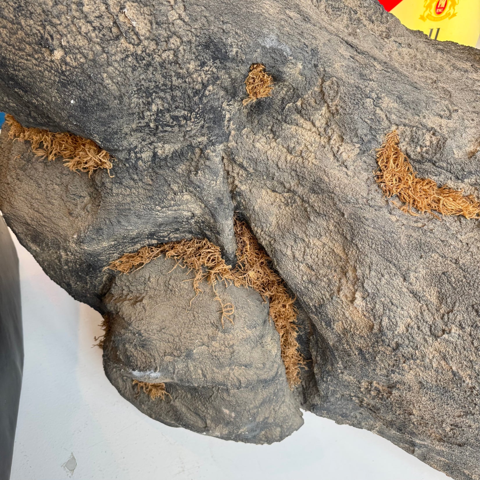 Taxidermy Timberwolf on Rock Base