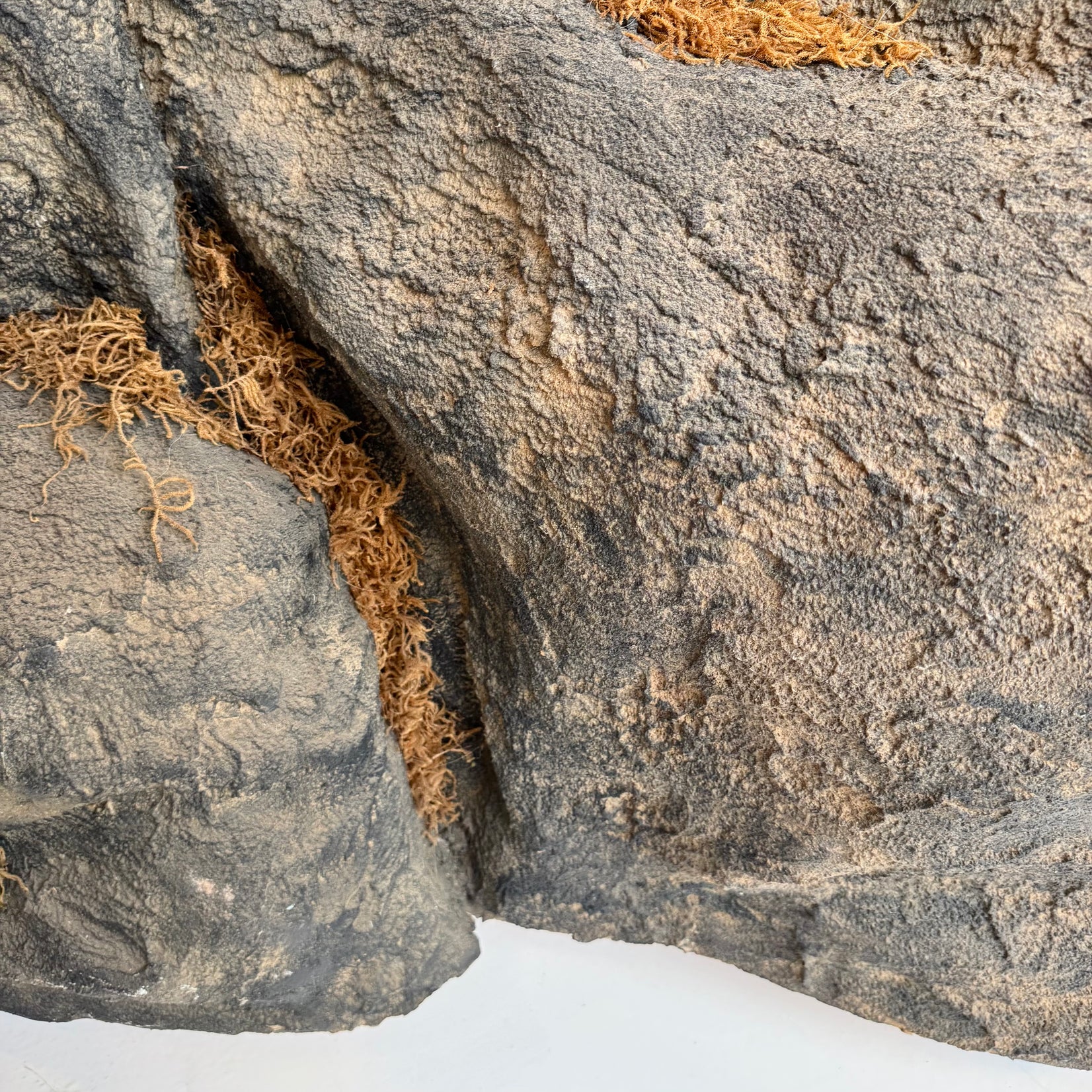 Taxidermy Timberwolf on Rock Base
