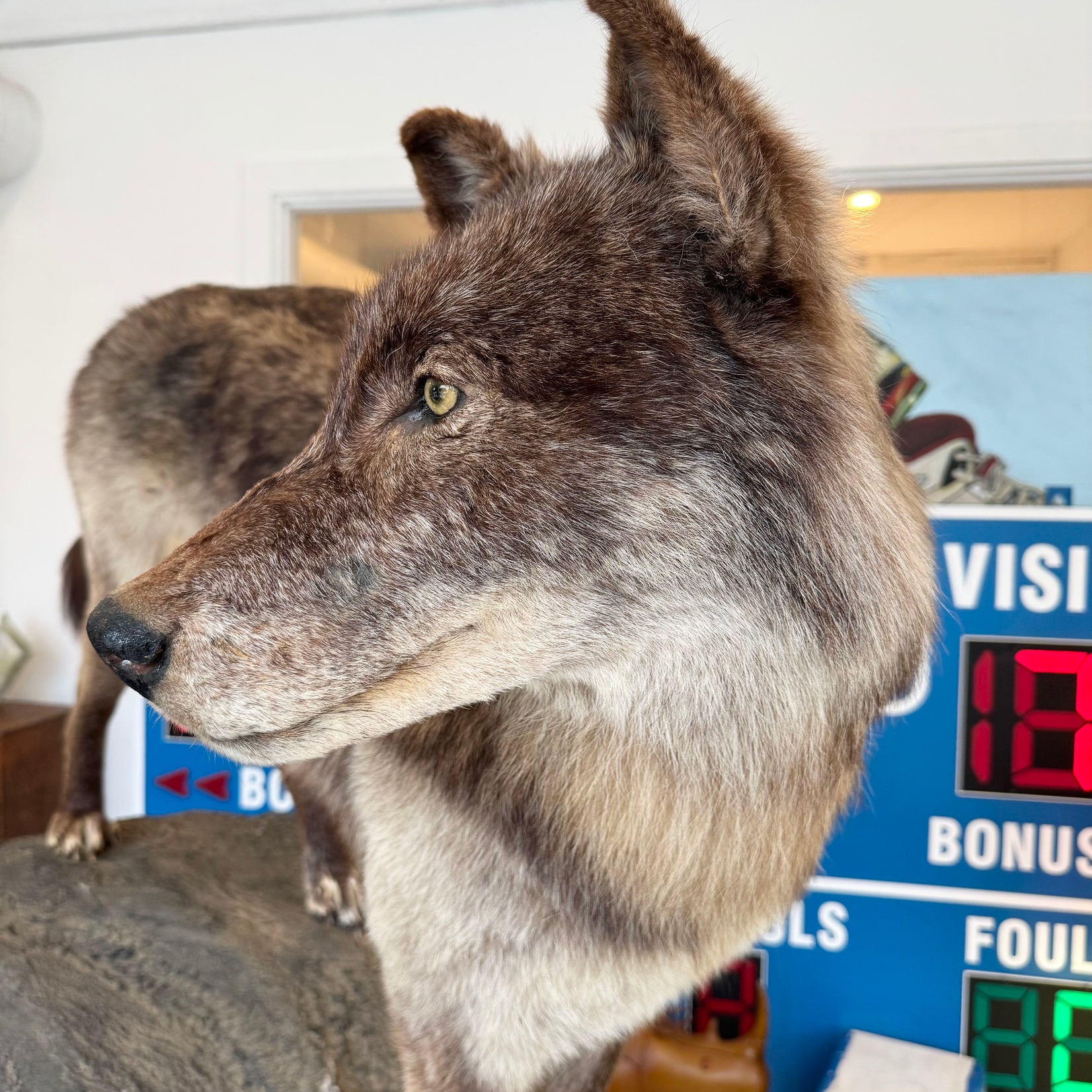 Taxidermy Timberwolf on Rock Base