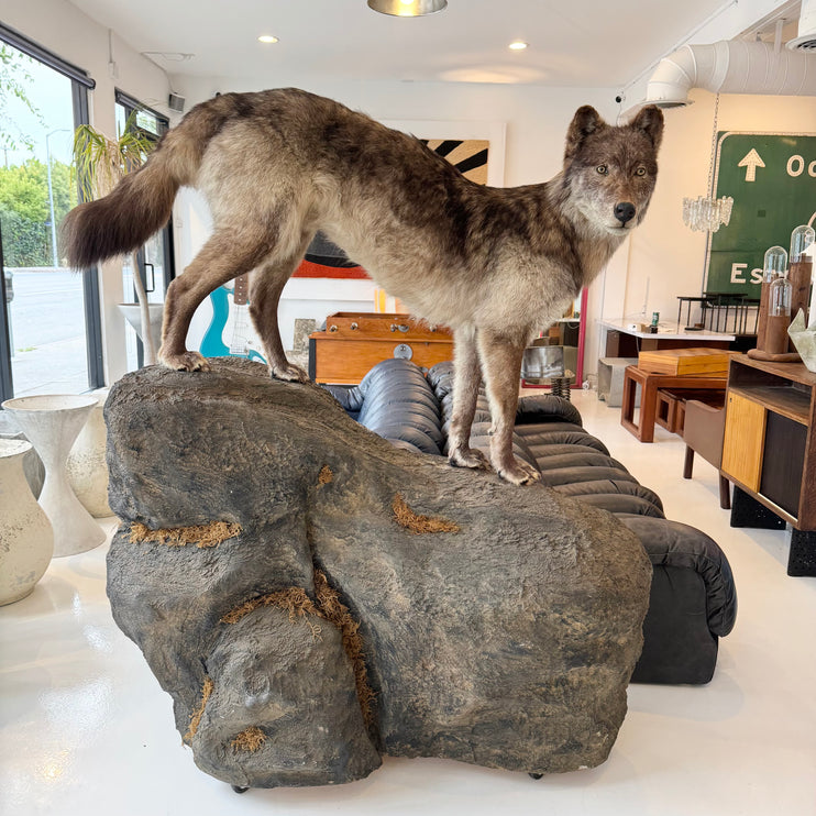 Taxidermy Timberwolf on Rock Base