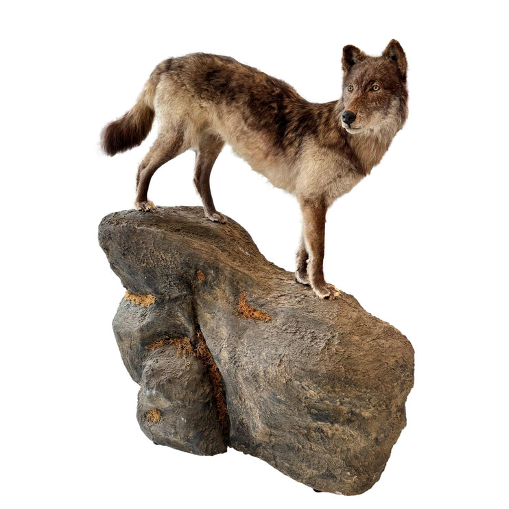 Taxidermy Timberwolf on Rock Base