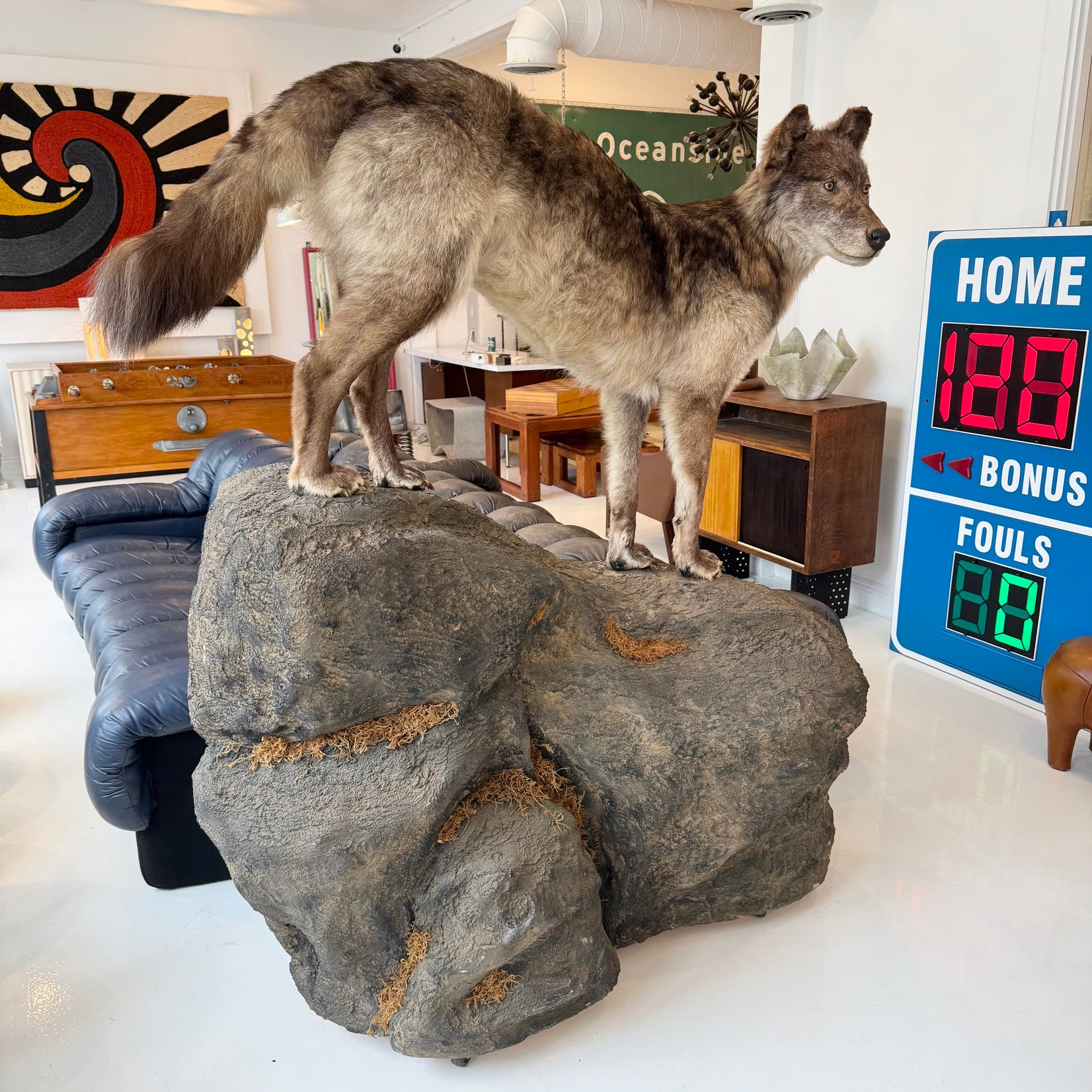 Taxidermy Timberwolf on Rock Base