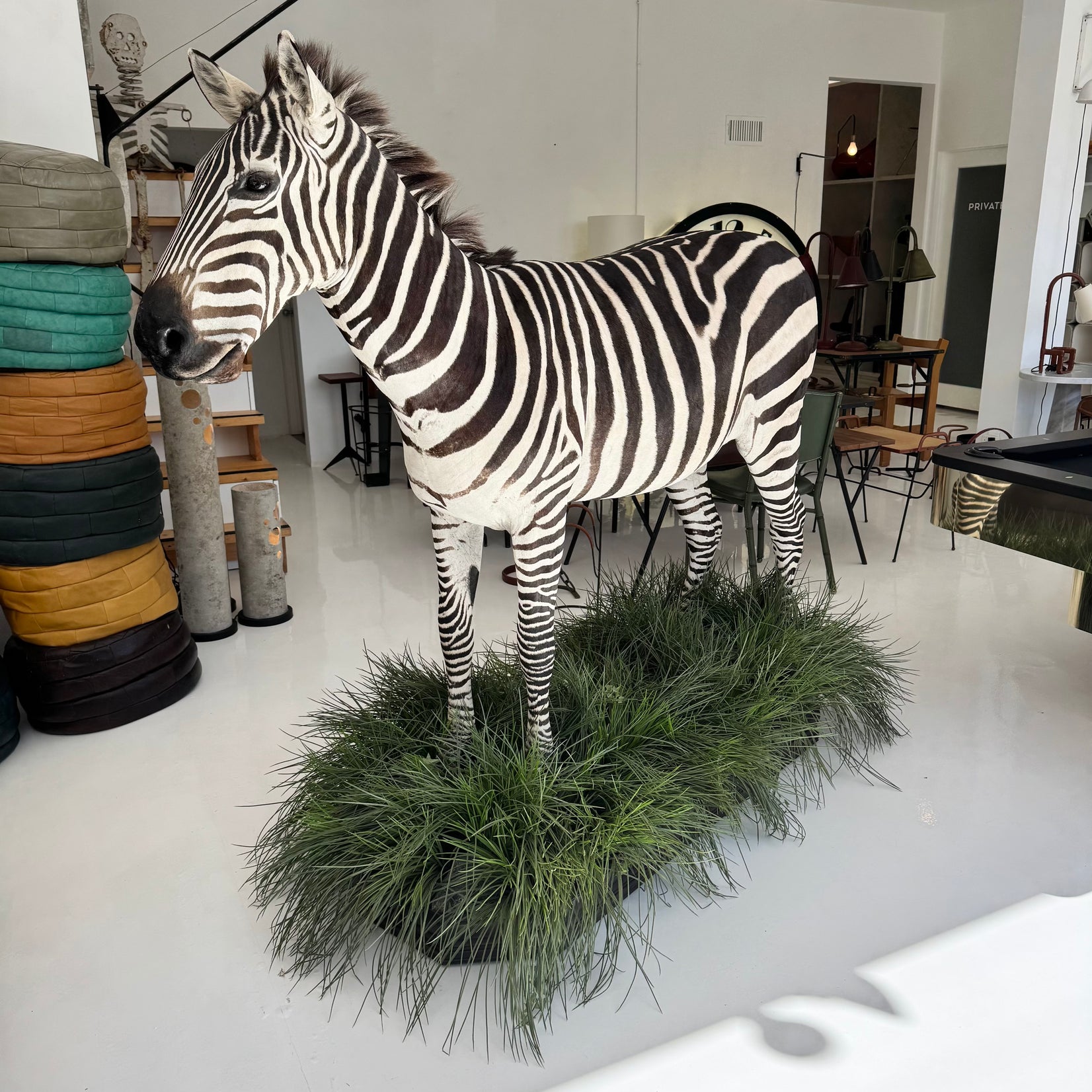 Taxidermy Zebra