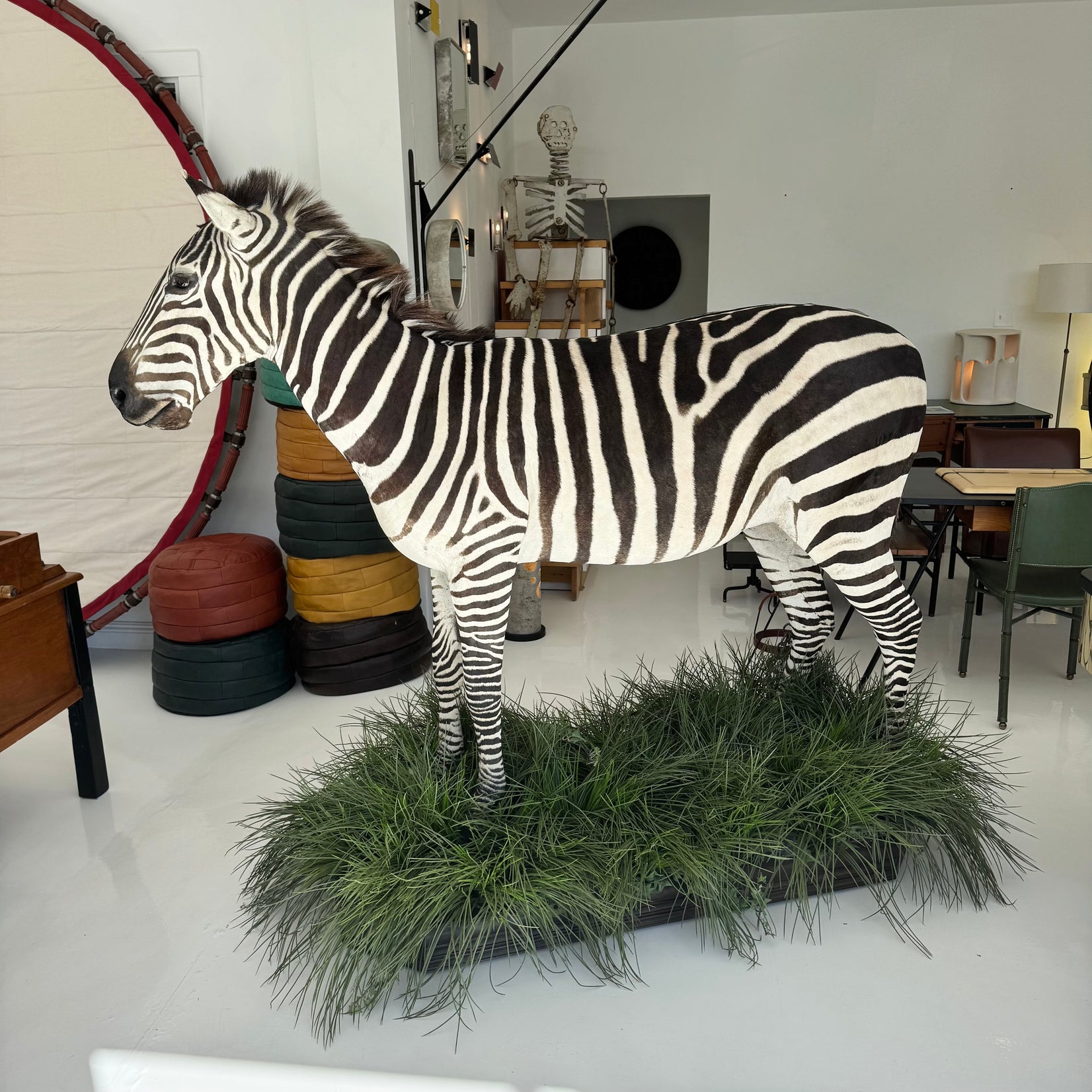Taxidermy Zebra