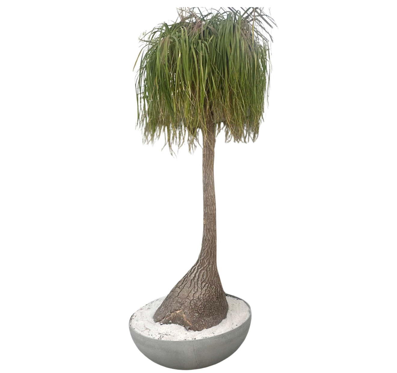 Saucer Planter with Ponytail Palm Tree