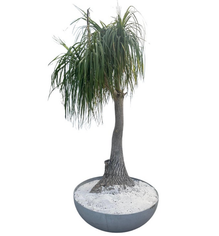 Saucer Planter with Ponytail Palm Tree