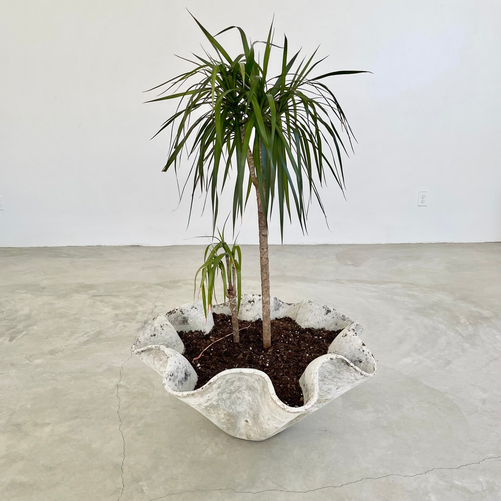shell pot plant Willy Guhl Monumental Clam Shell Planters